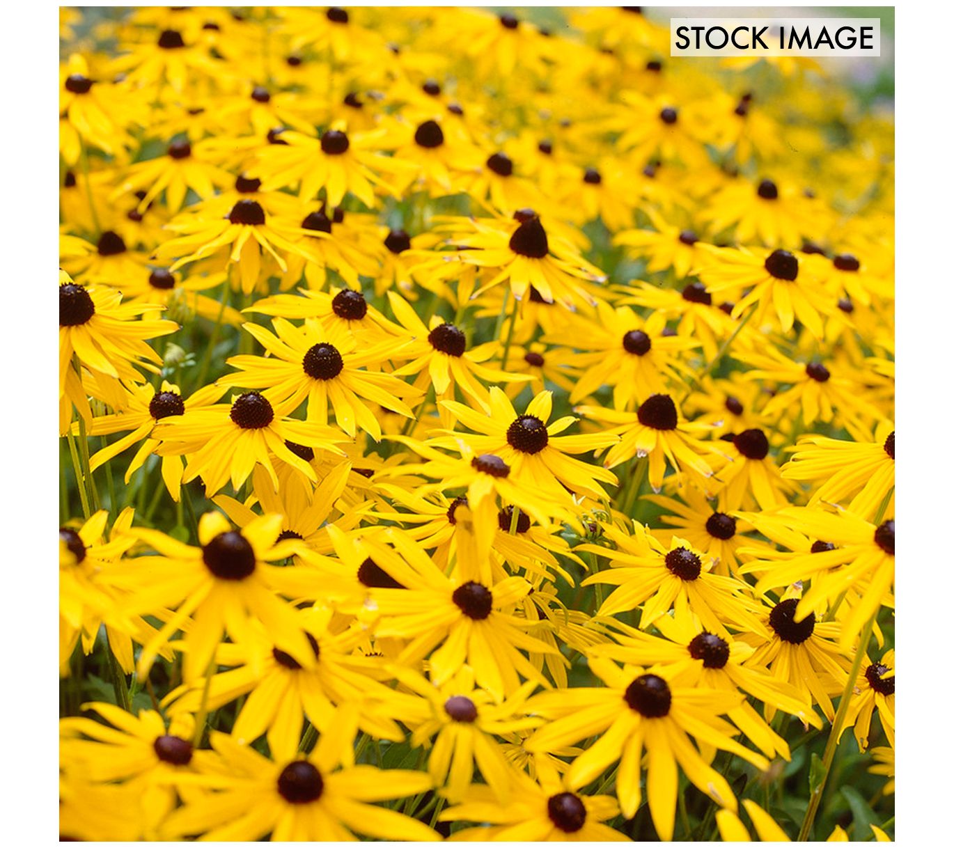 Van Zyverden Rudbeckia Goldstrum Set of 5 Roots