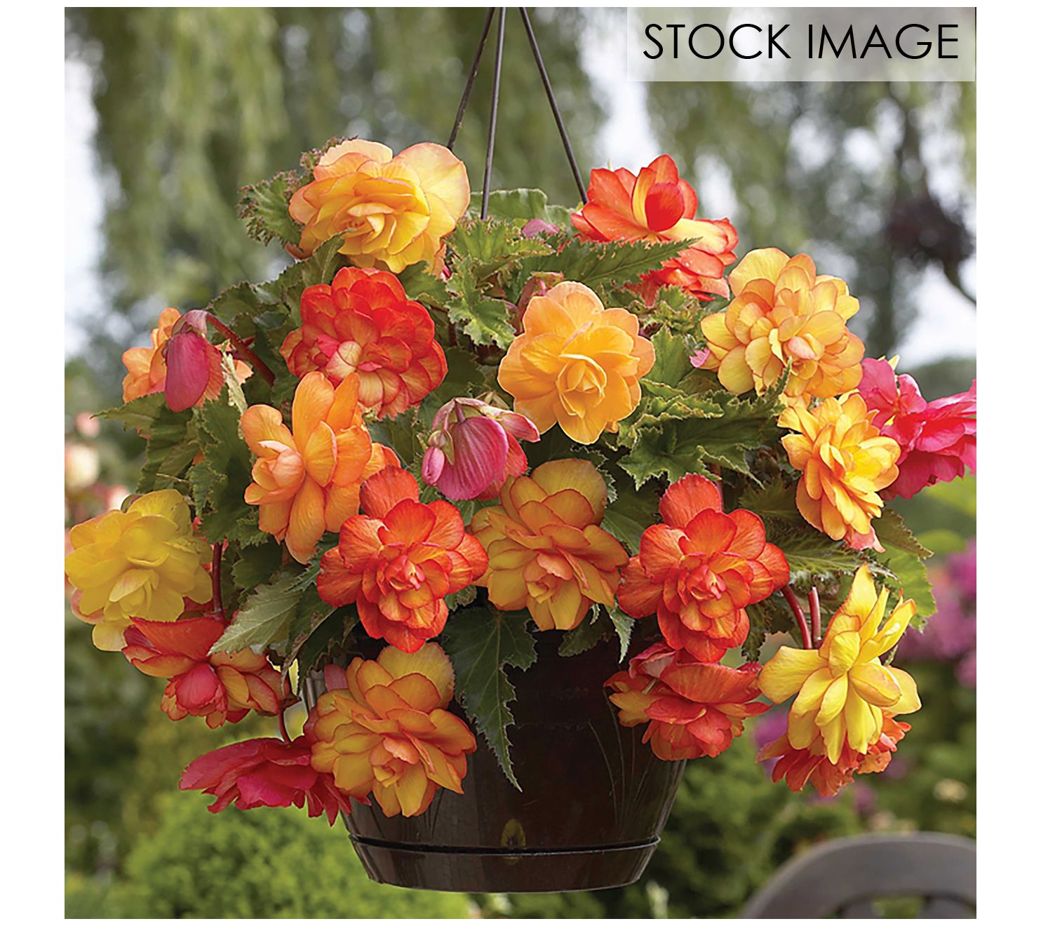 Van Zyverden Hanging Basket Begonias Golden Balcony 5 Tubers