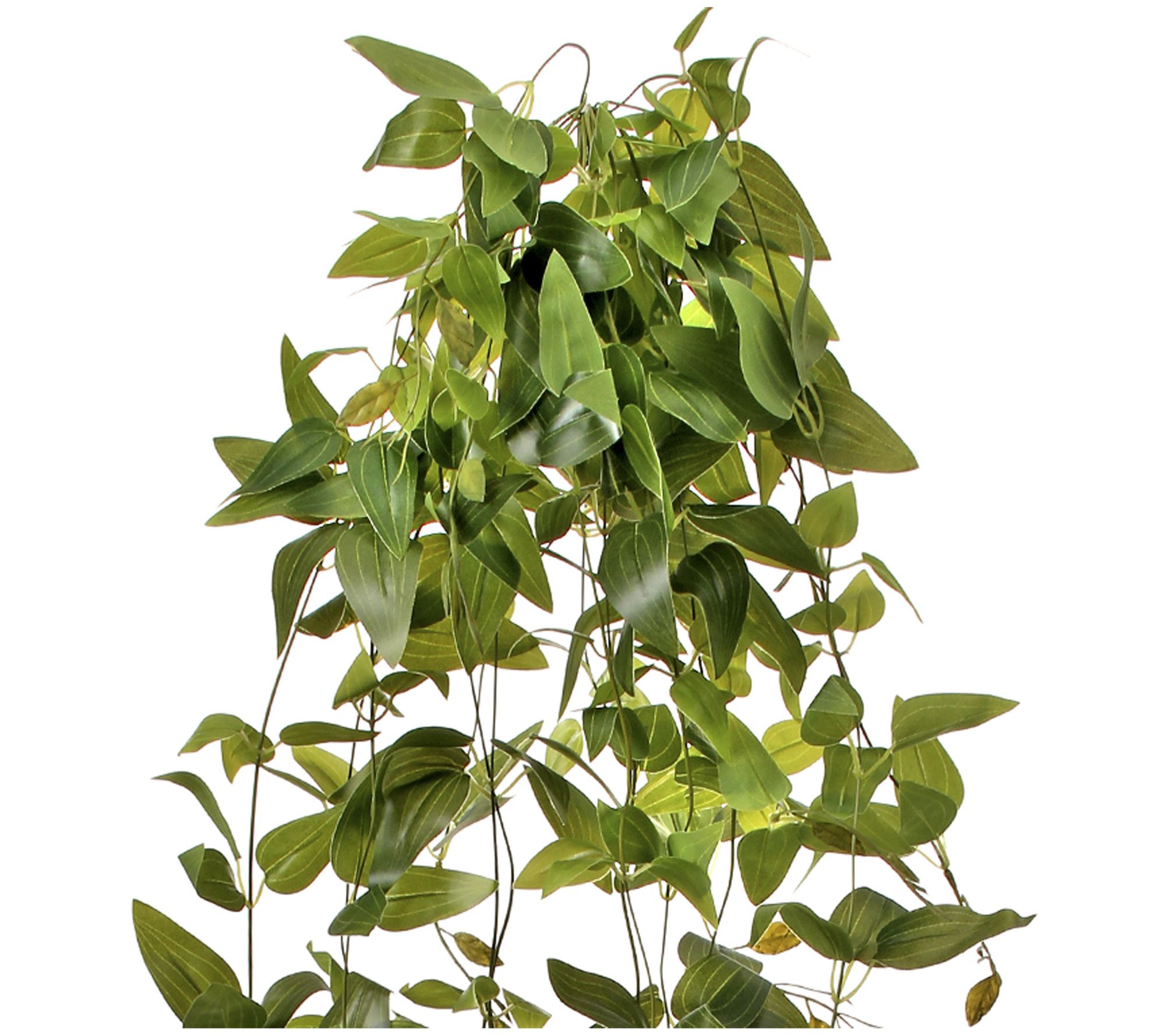 Hanging Tradesacntia Plant 41" by Valerie