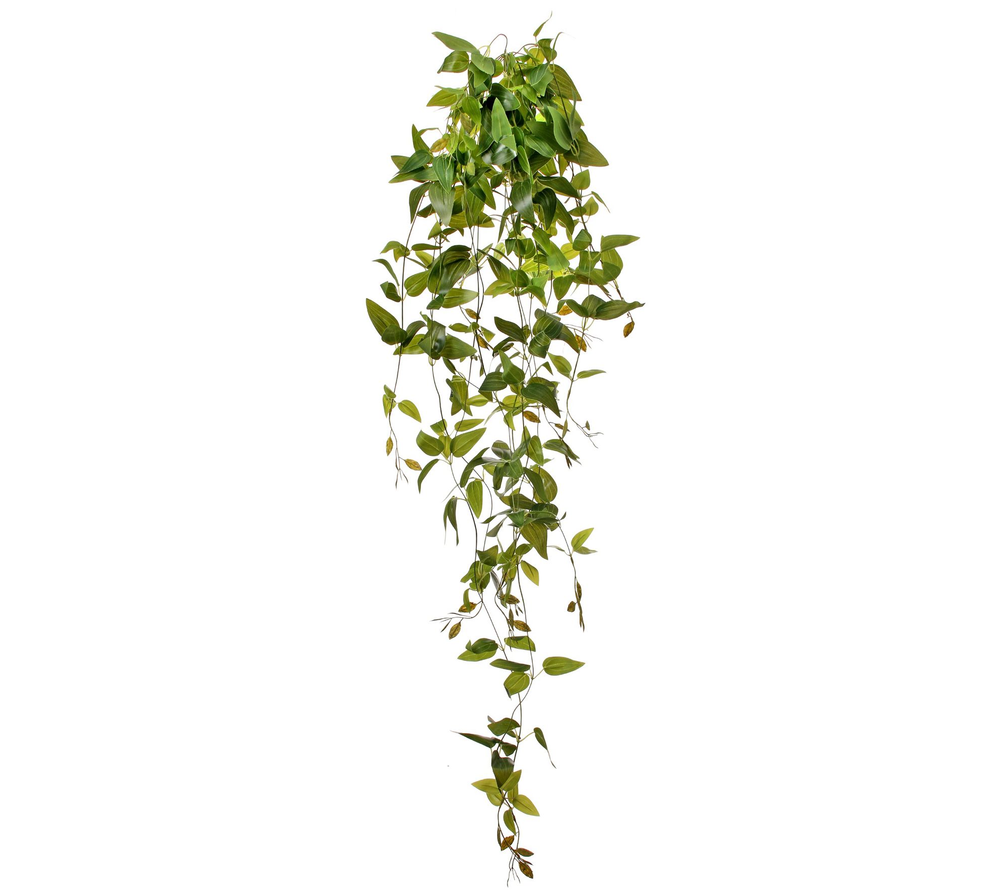 Hanging Tradesacntia Plant 41" by Valerie