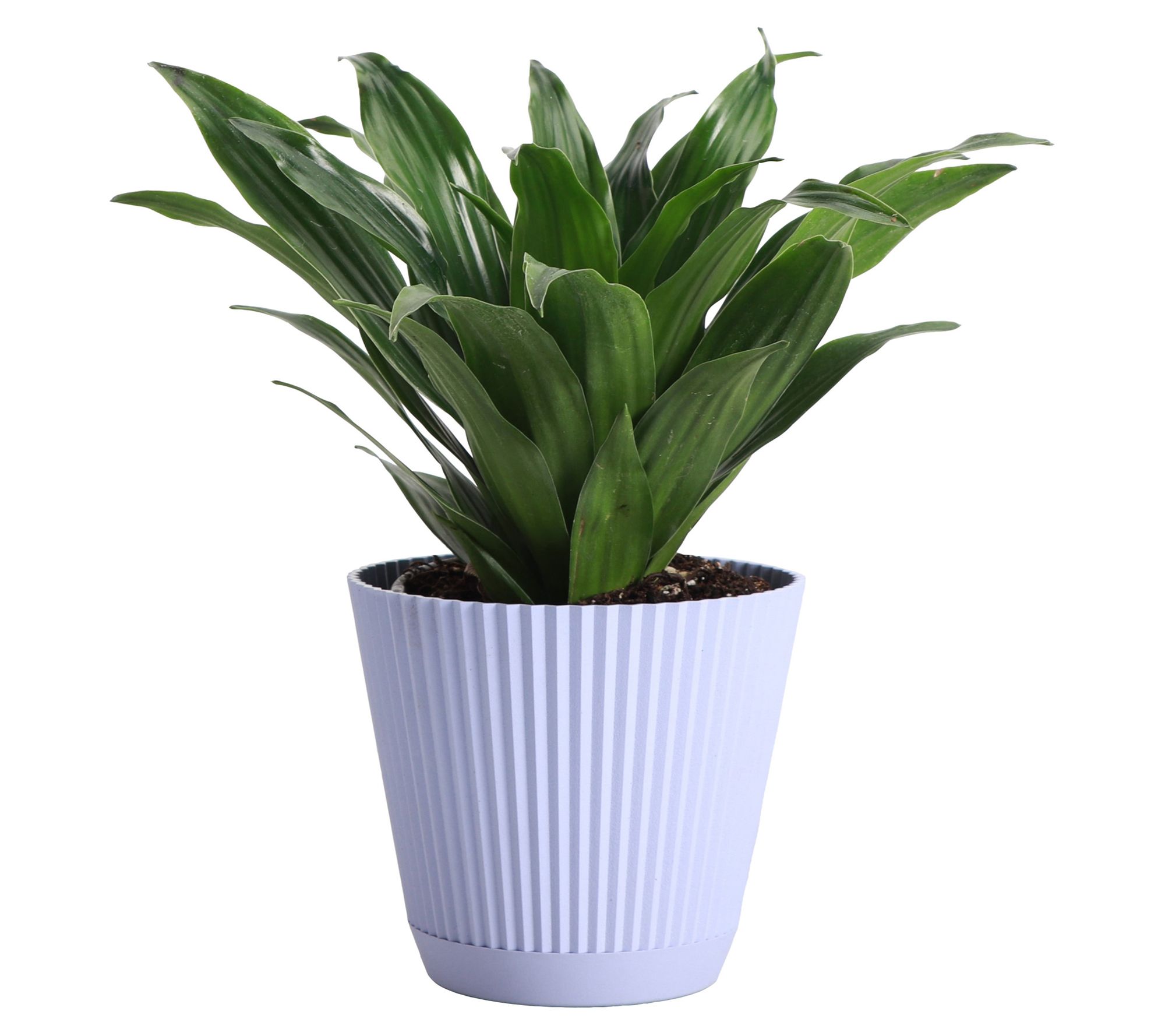 Thorsen's Greenhouse Live 4" Janet Craig Plantin Ruffle Pot