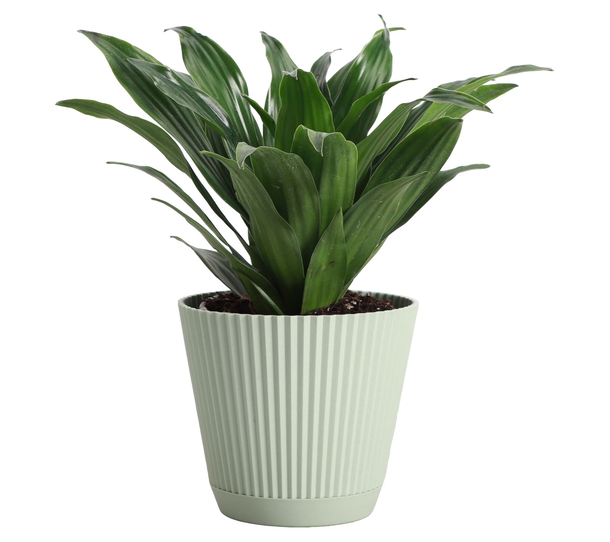 Thorsen's Greenhouse Live 4" Janet Craig Plantin Ruffle Pot