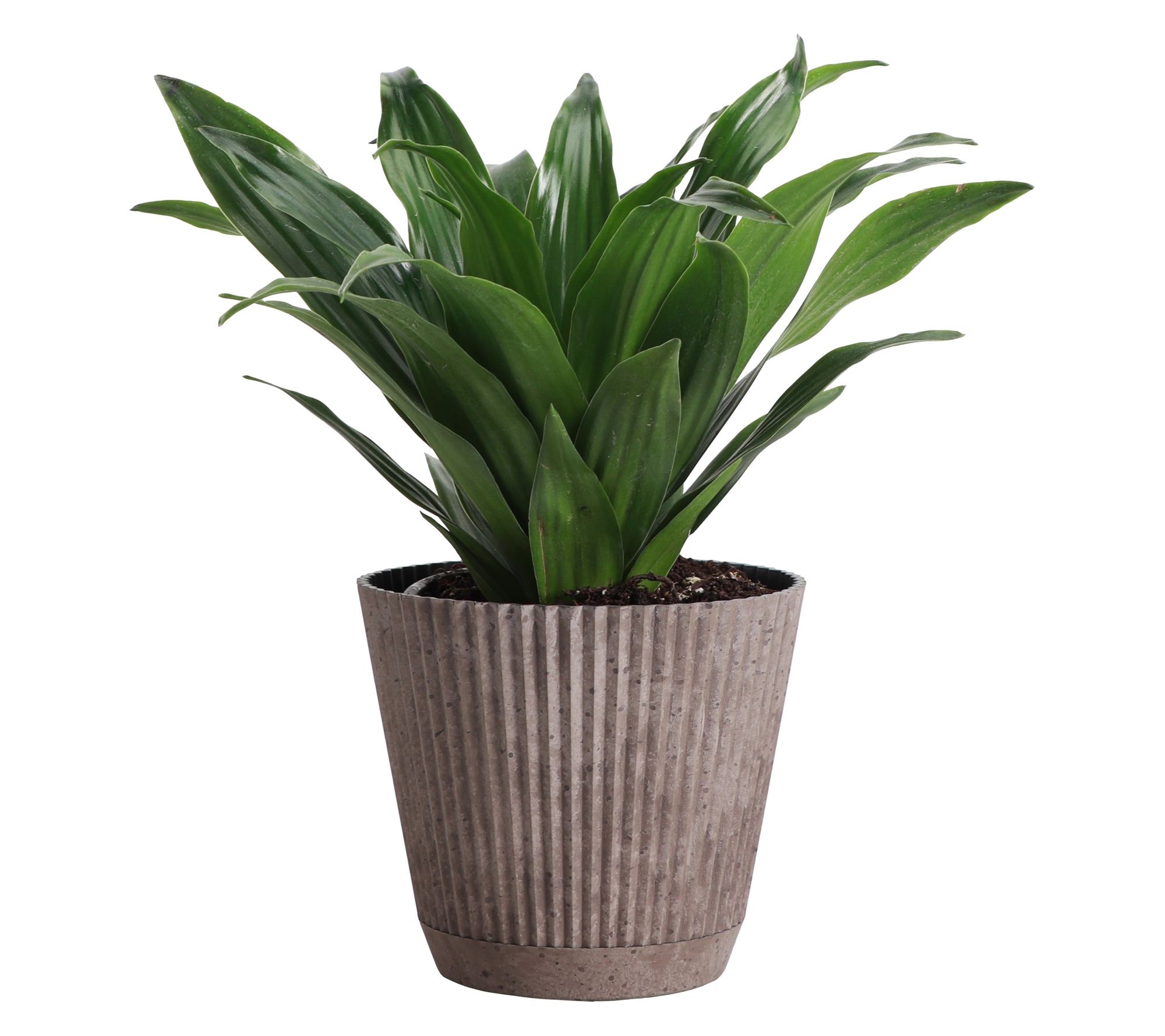 Thorsen's Greenhouse Live 4" Janet Craig Plantin Ruffle Pot