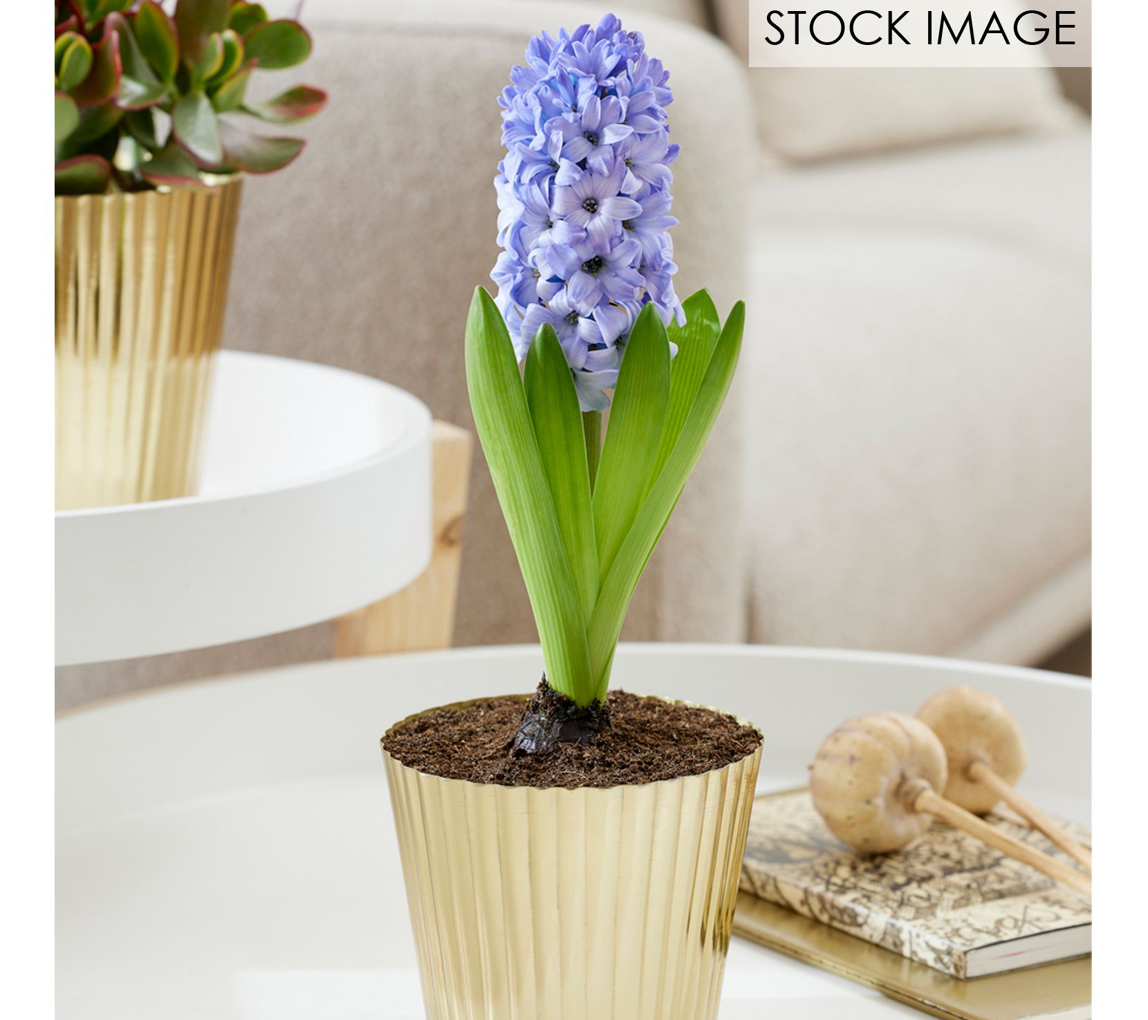 Van Zyverden Pre-Chilled Hyacinth Kit Delft Blue with Planter