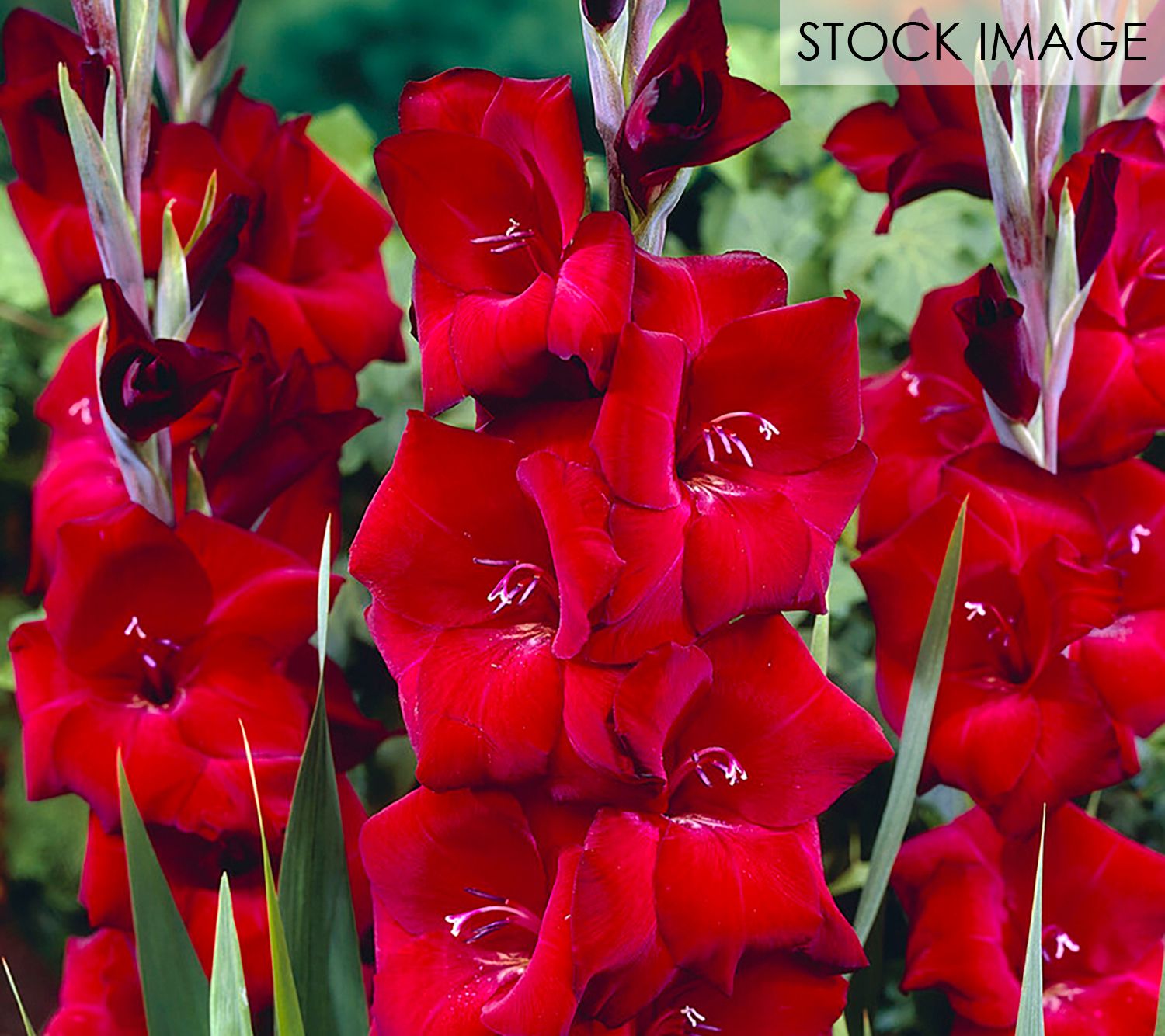 Van Zyverden Gladiolus Large Espresso Set of 12 Bulbs