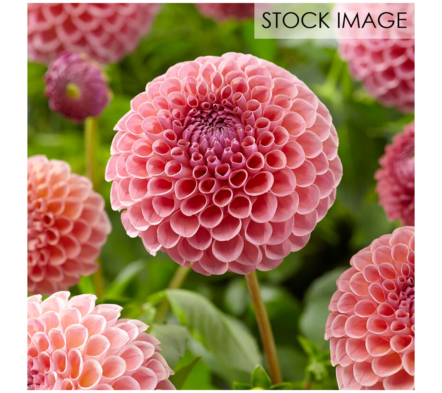 Van Zyverden Dahlias Seductive Arbawinnie BlendSet of 5 Bulbs