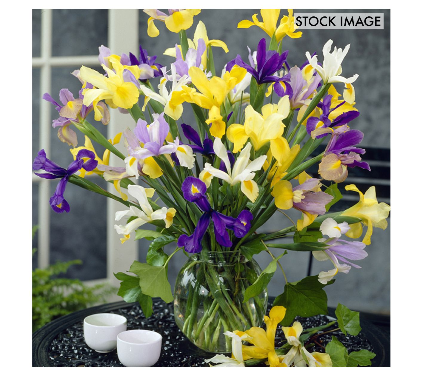 Van Zyverden Cannas Tropicanna Gold Set of 1 Bulb