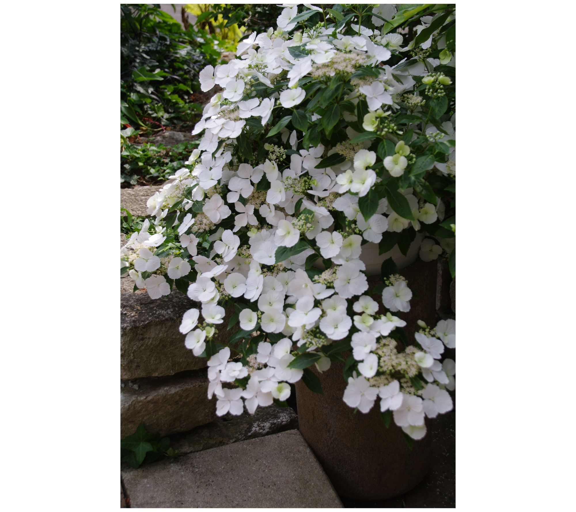 Roberta's Hydrangea Fairytrail Bride 1pc