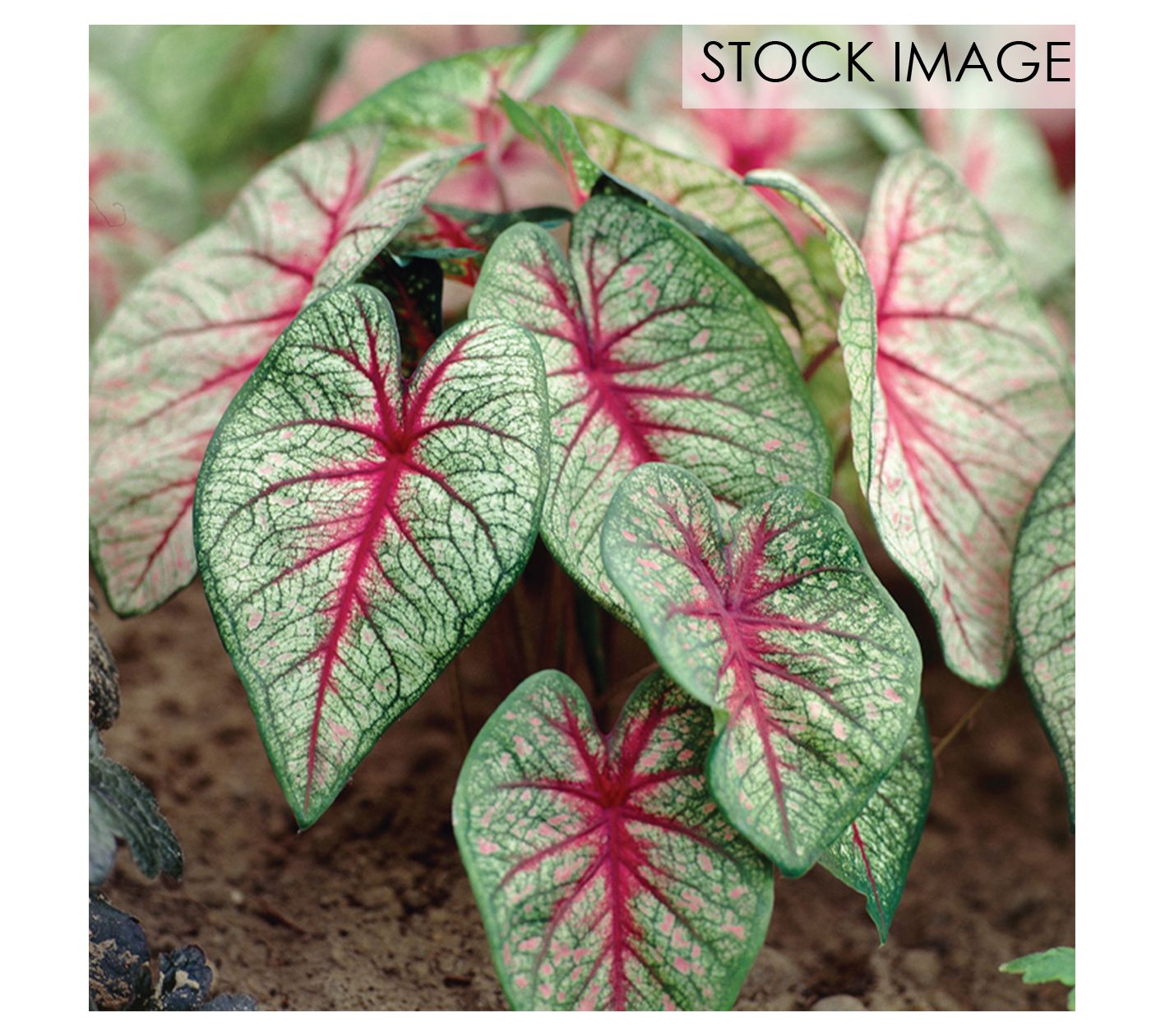 Van Zyverden Caladiums Fancy Leaf White Queen Set of 3 Bulbs