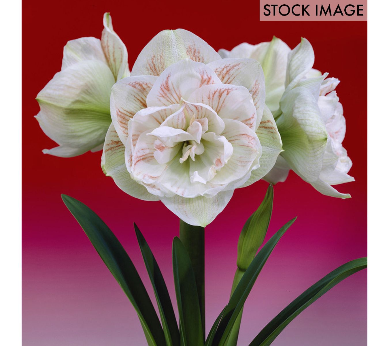 Van Zyverden Amaryllis Nymph Set of 1 Bulb