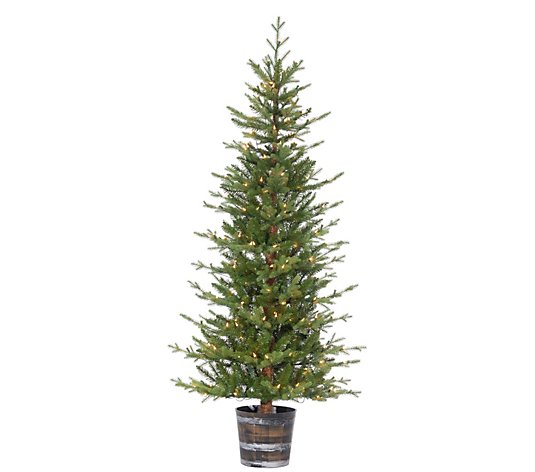 6-Ft H Potted Natural Cut Glendale Pine by Sterling Co