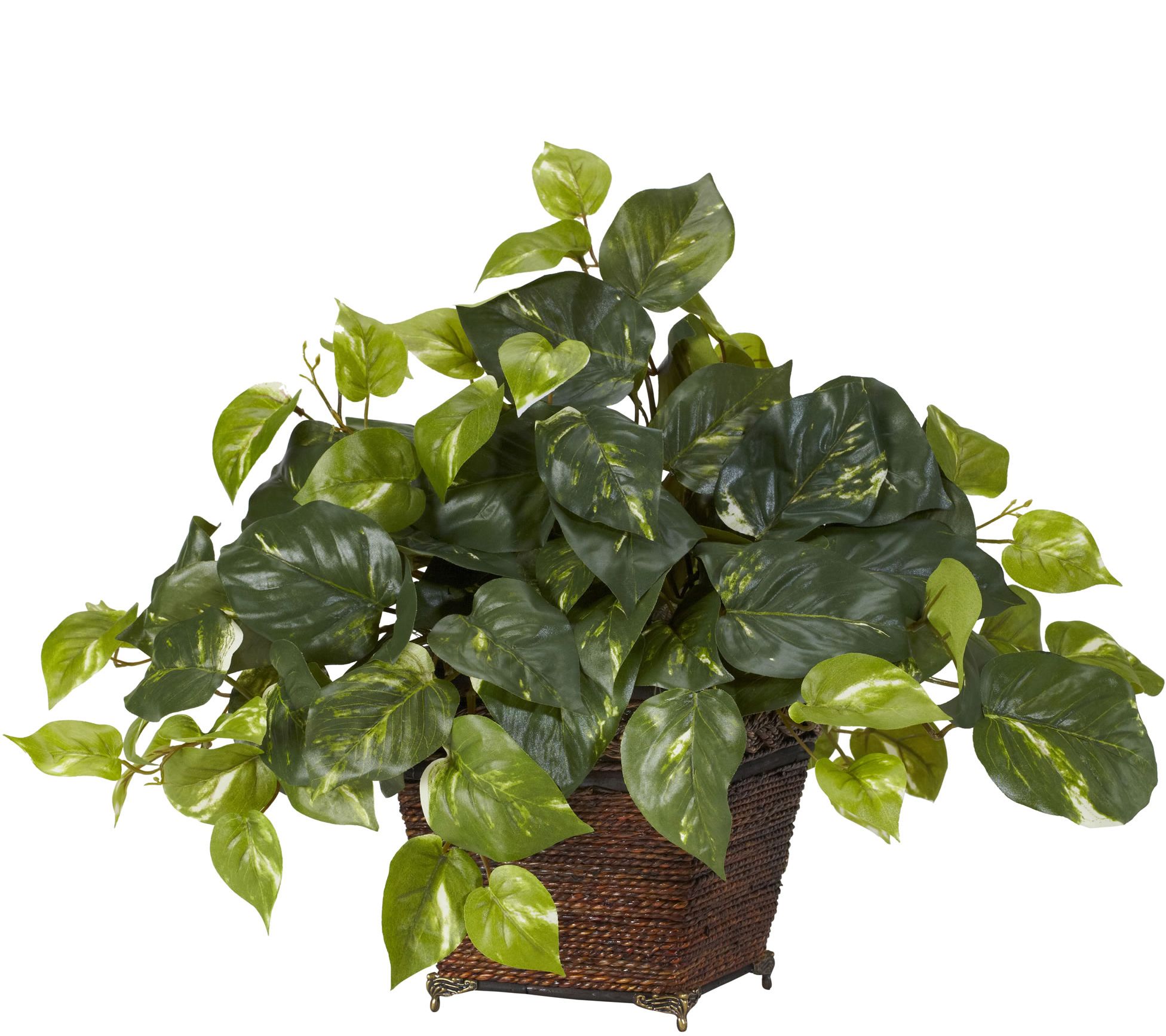 Pothos with Coiled Rope Planter by Nearly Natural