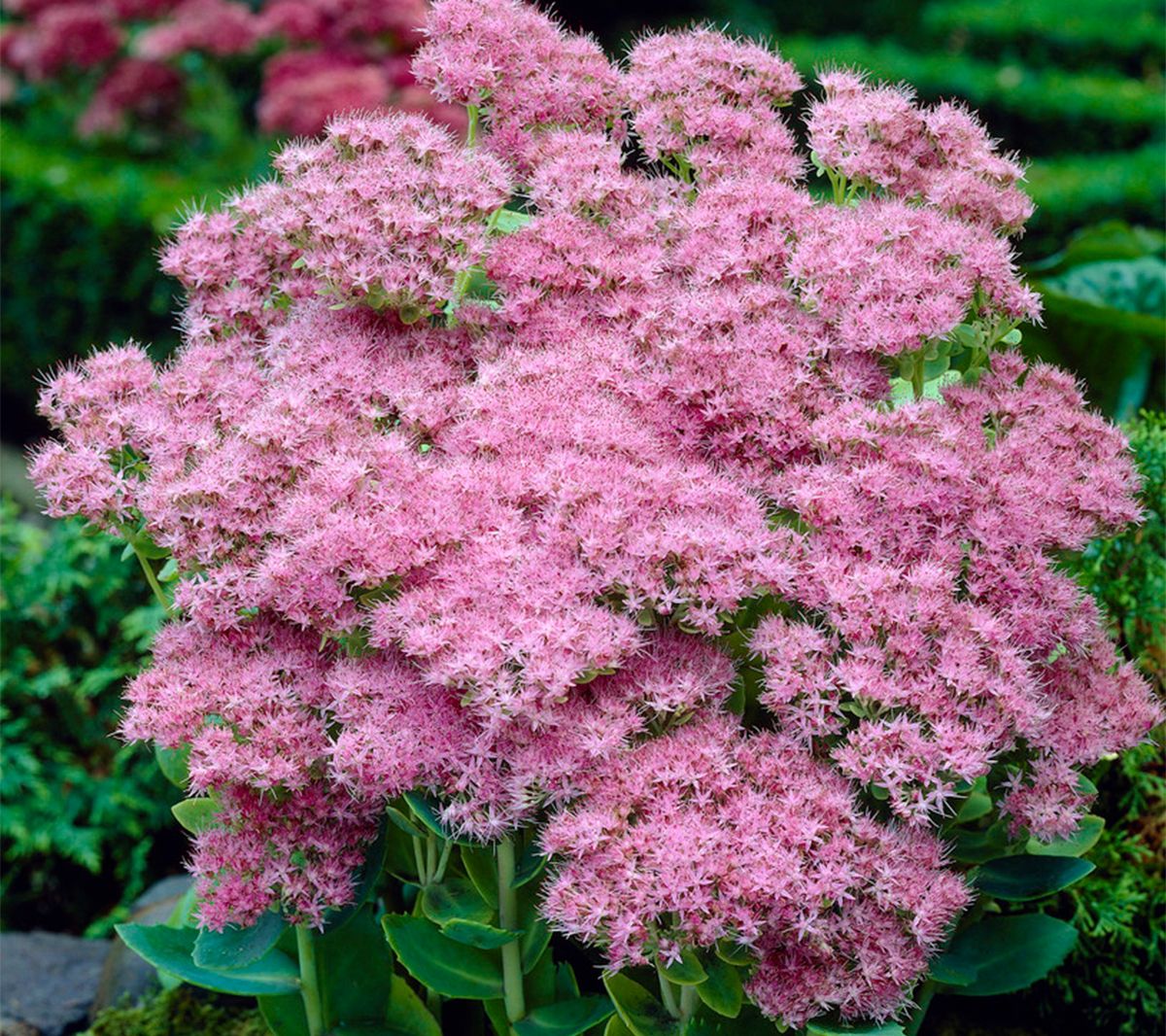 Van Zyverden Garden Succulent Sedum Brilliant Set of 3 Roots