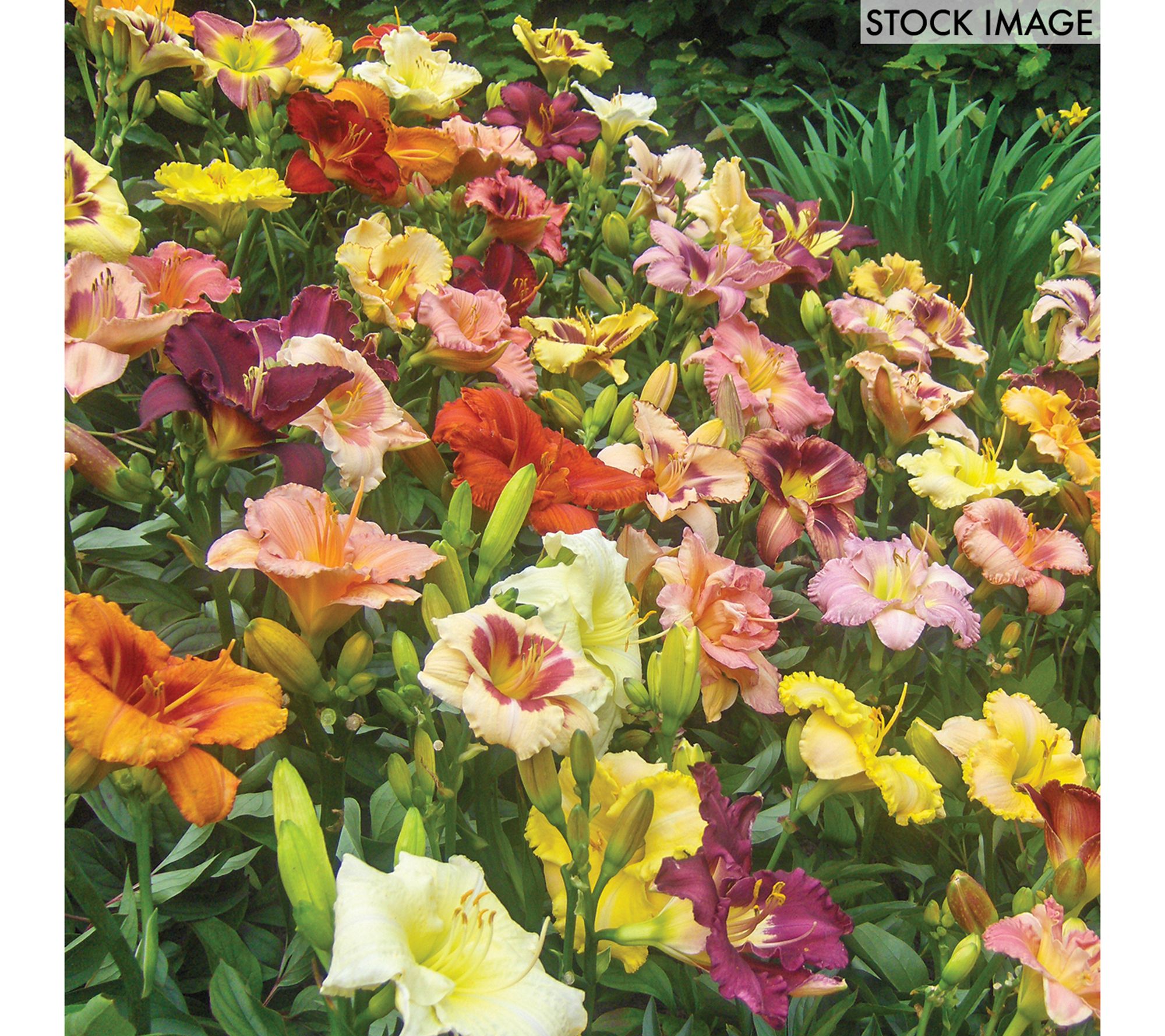 Van Zyverden Daylilies Kitchen Sink Breeder's Mix 12 Roots