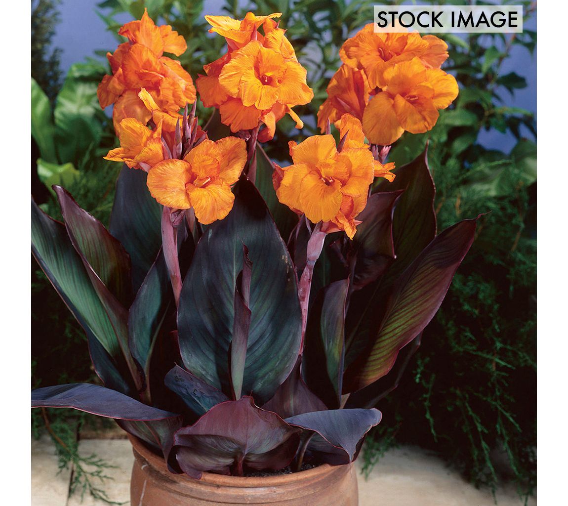 Van Zyverden Cannas Bronze Leafed Wyoming Set of 6 Bulbs