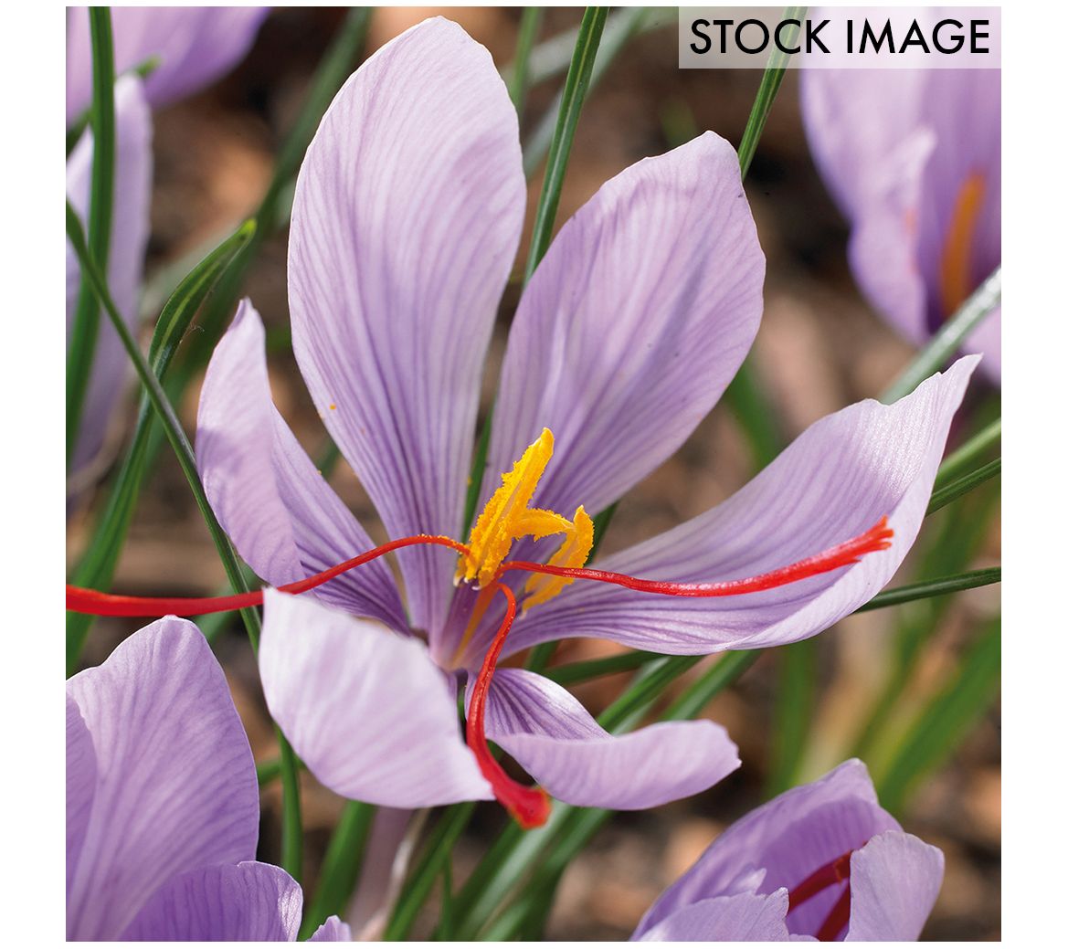 Van Zyverden Crocus Saffron Crocus Set of 15 Bulbs