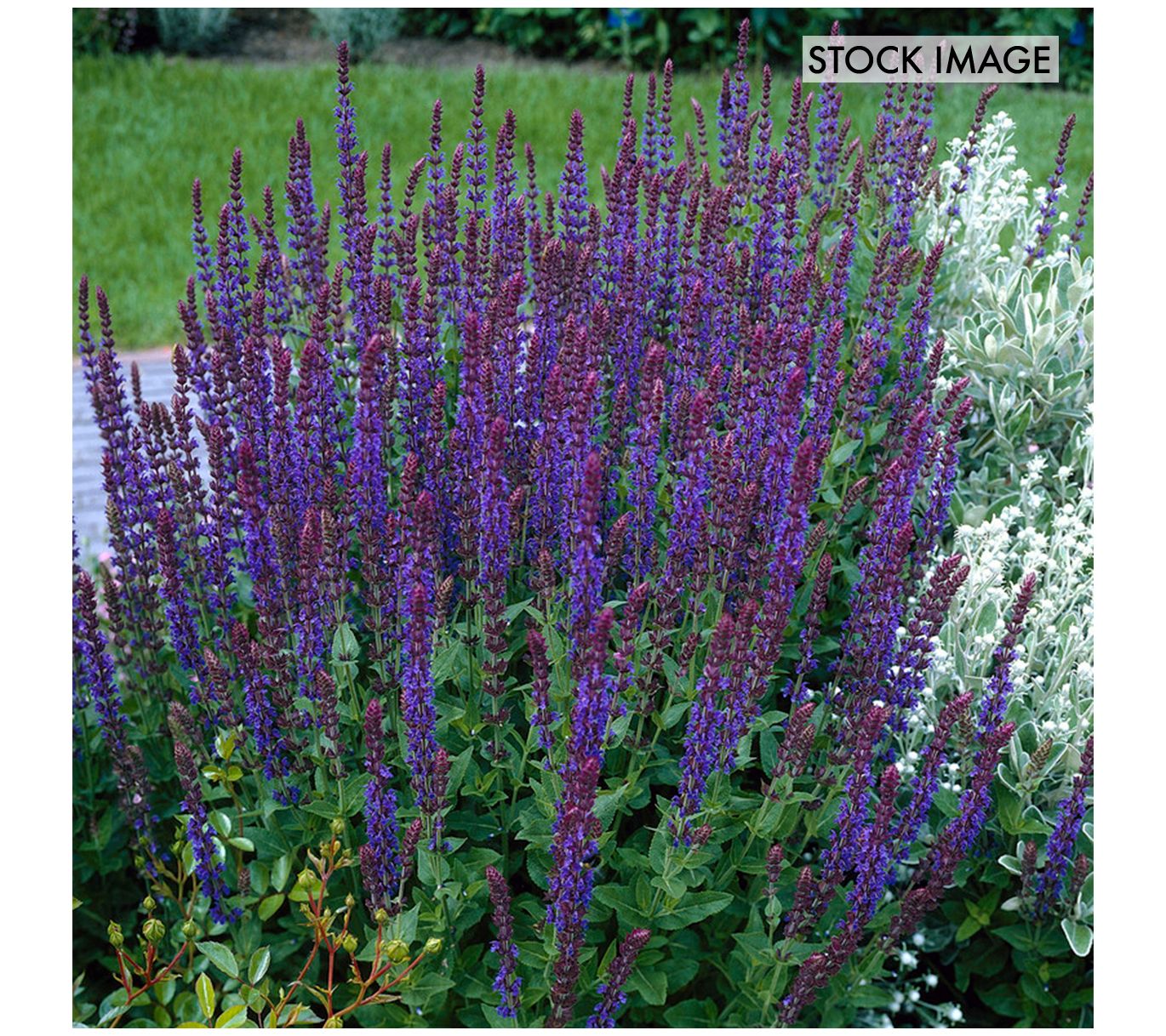 Van Zyverden Salvia May Night Set of 3 Roots