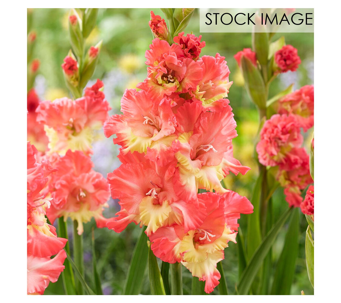 Van Zyverden Gladiolus Large Mango Muse Set of12 Bulbs