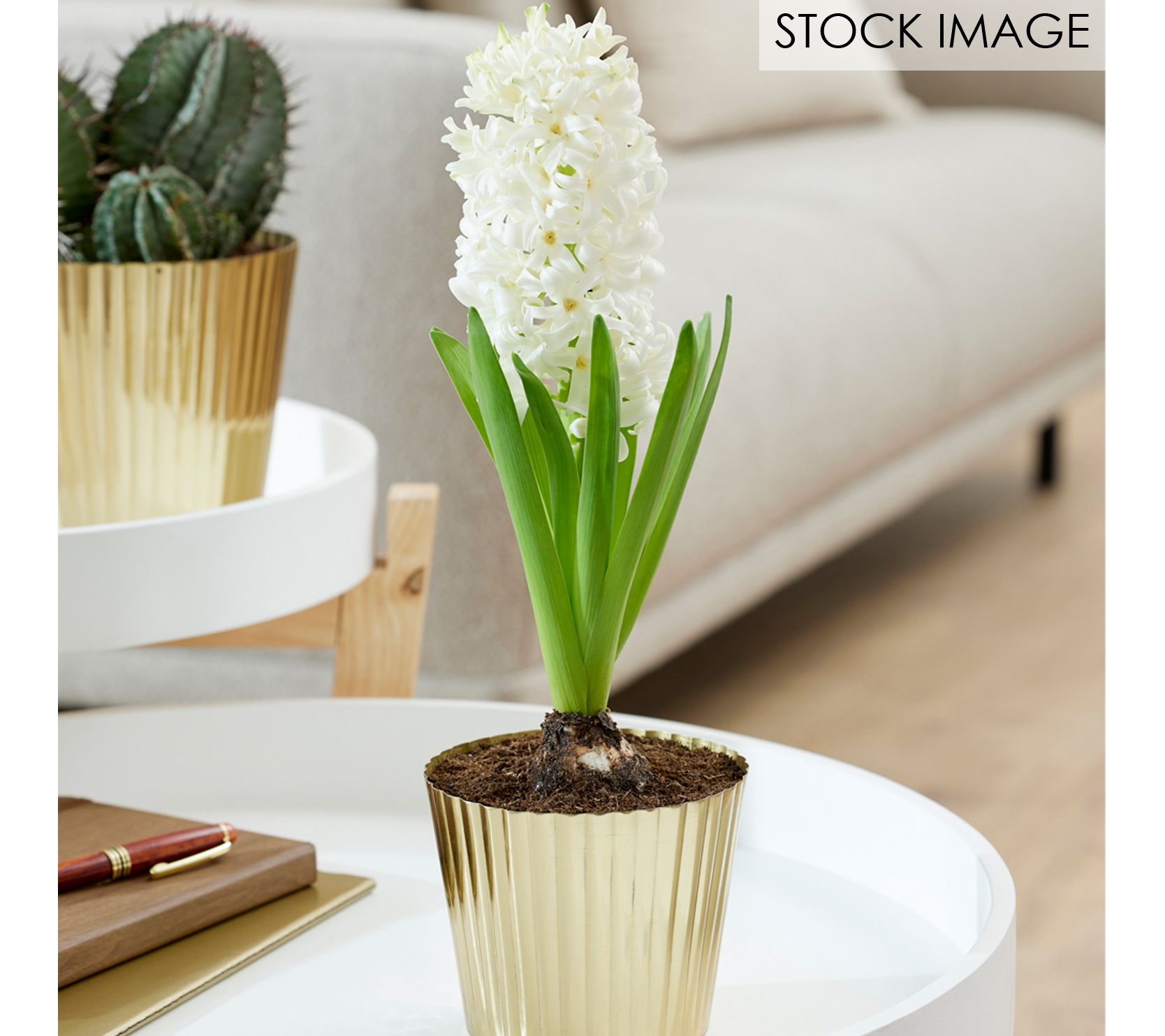 Van Zyverden Pre-Chilled Hyacinth Kit Carnegiewith Planter