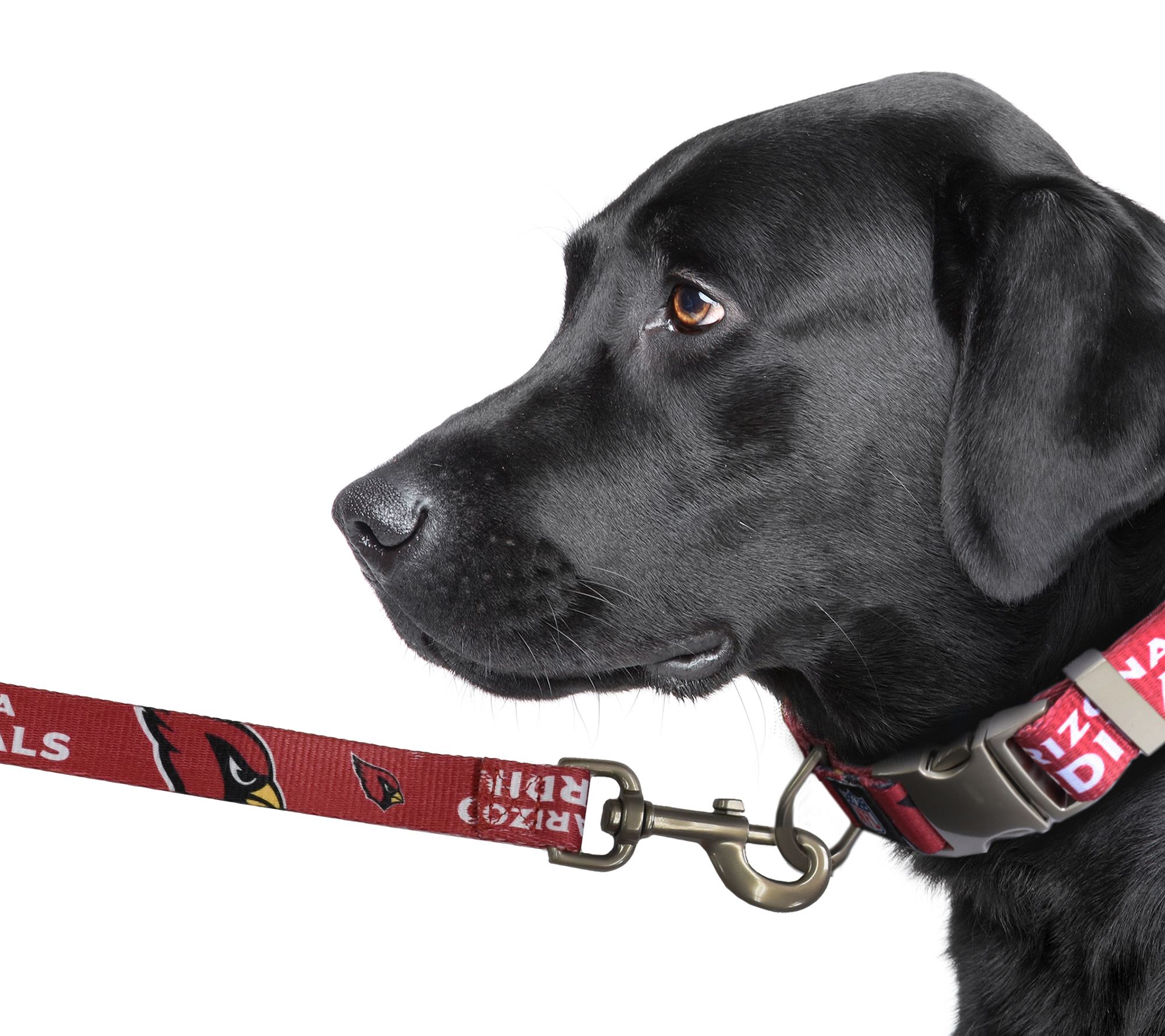 Qvc sales dog leash