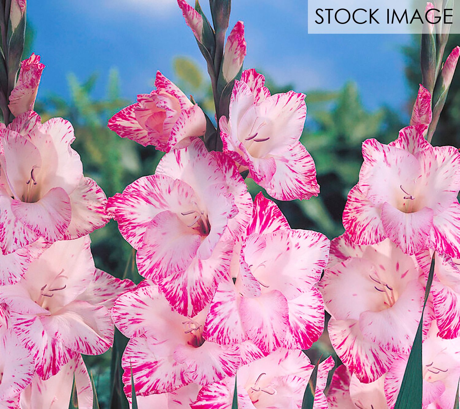 Van Zyverden Gladiolus Large My Love Set of 12 Bulbs