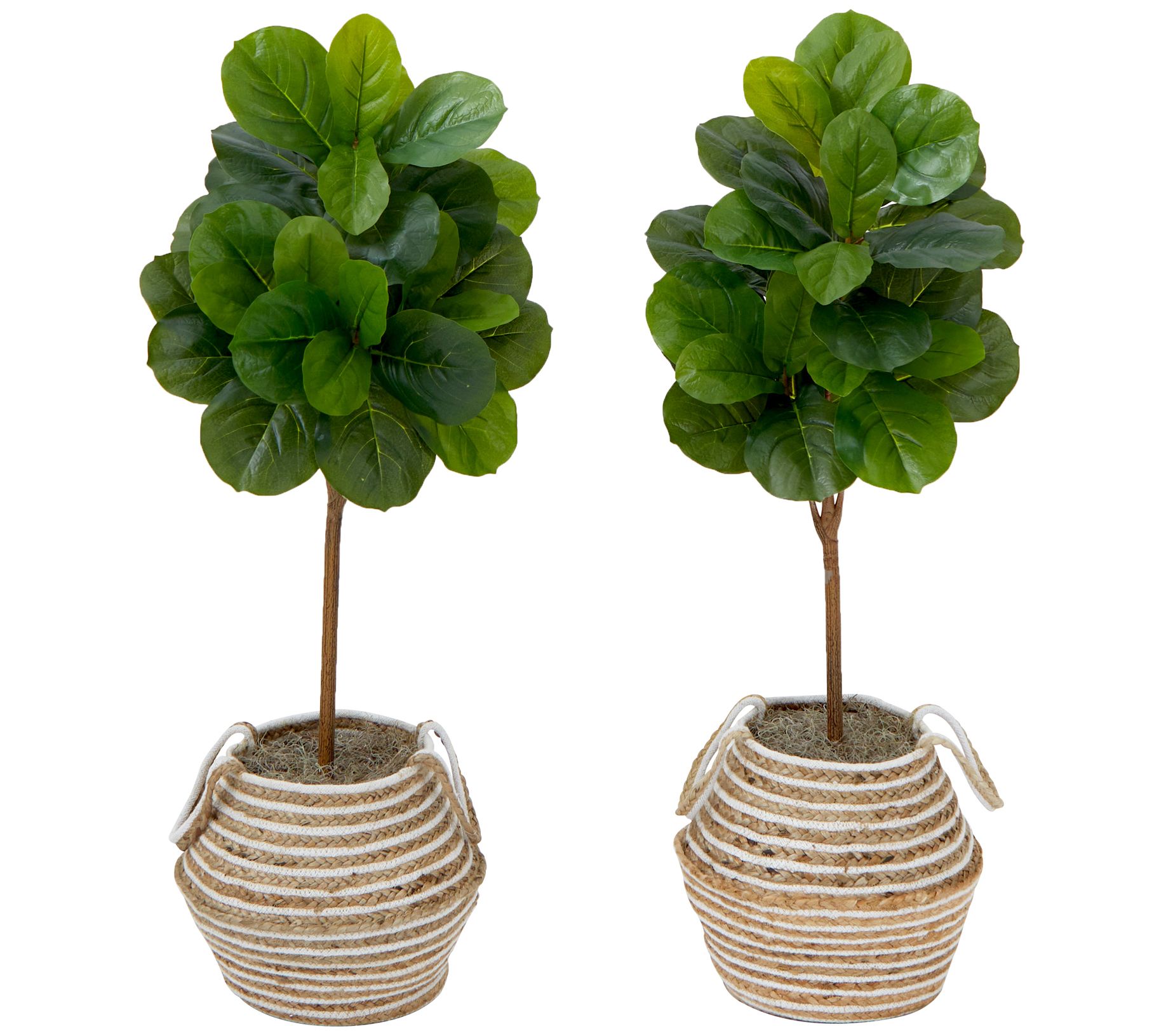 Nearly Natural S/(2) 3.5' Fiddle Leaf Fig TreeIY KIT