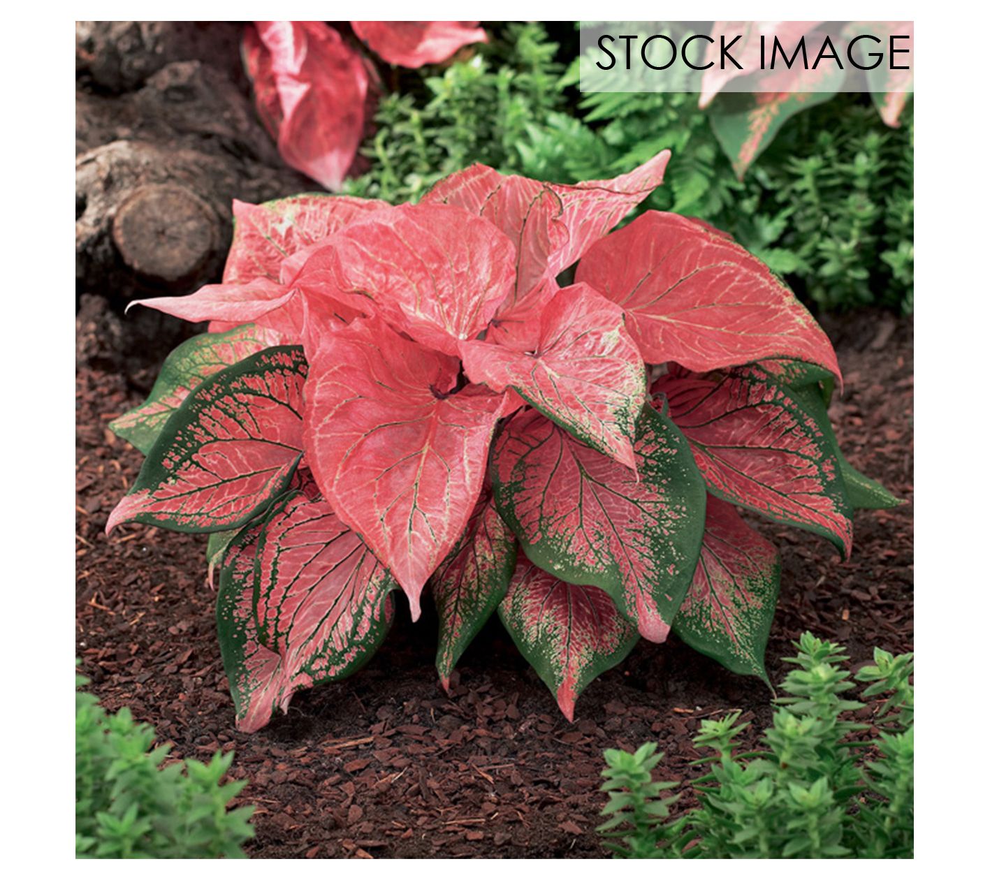 Van Zyverden Caladiums Strap Leaf Pink Symphony3 Bulbs