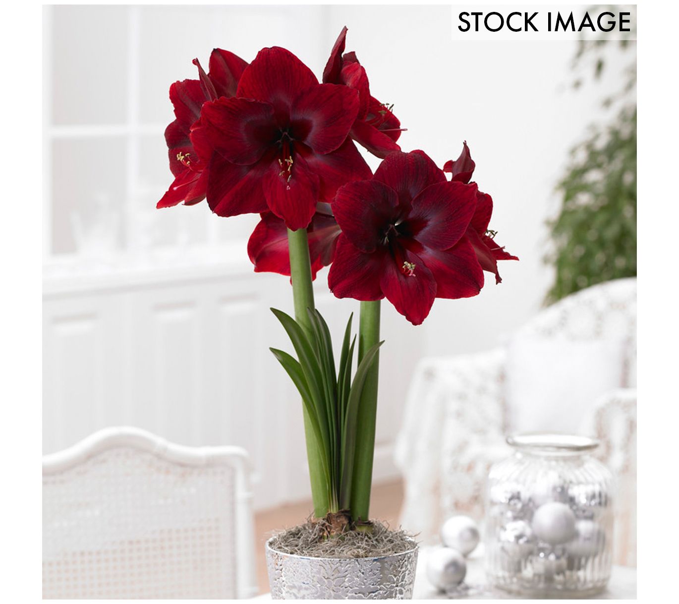 Van Zyverden Mega Amaryllis Bulb Red Pearl Set of 1 Bulb
