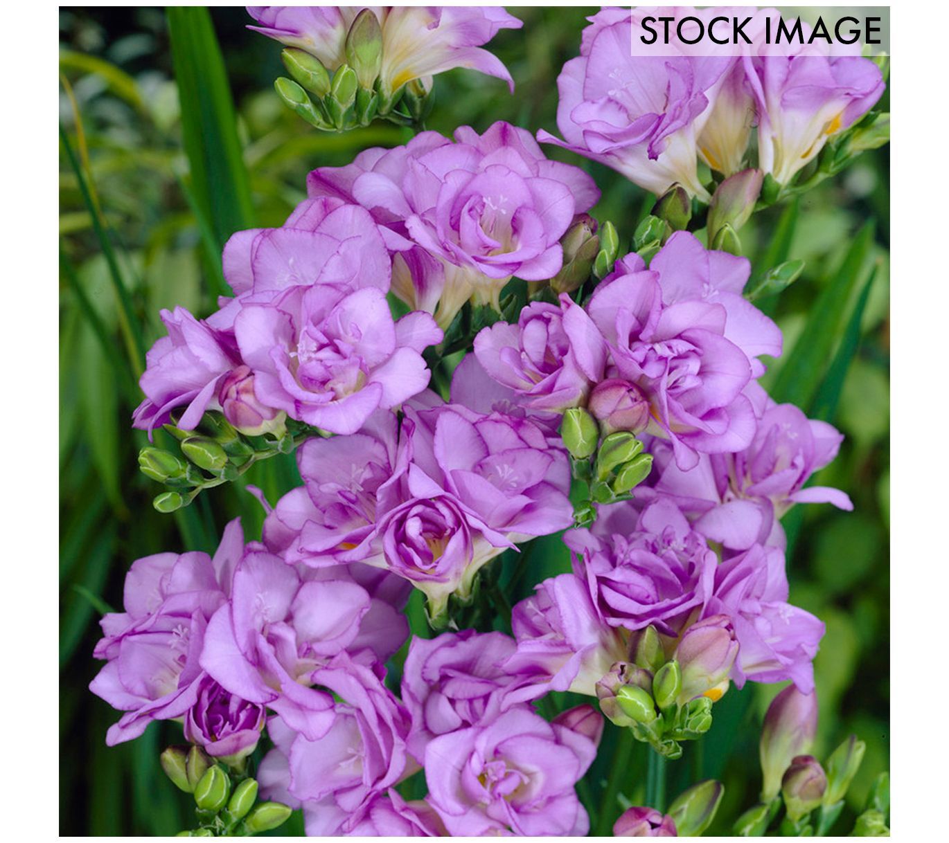 Van Zyverden Freesias Double Blooming Lavender Set of 25 Bulbs