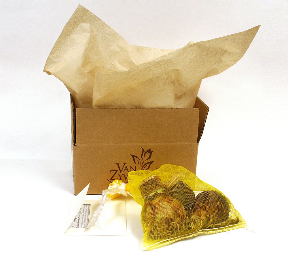 Van Zyverden Amaryllis Economy Mixed Set of 3 bulbs