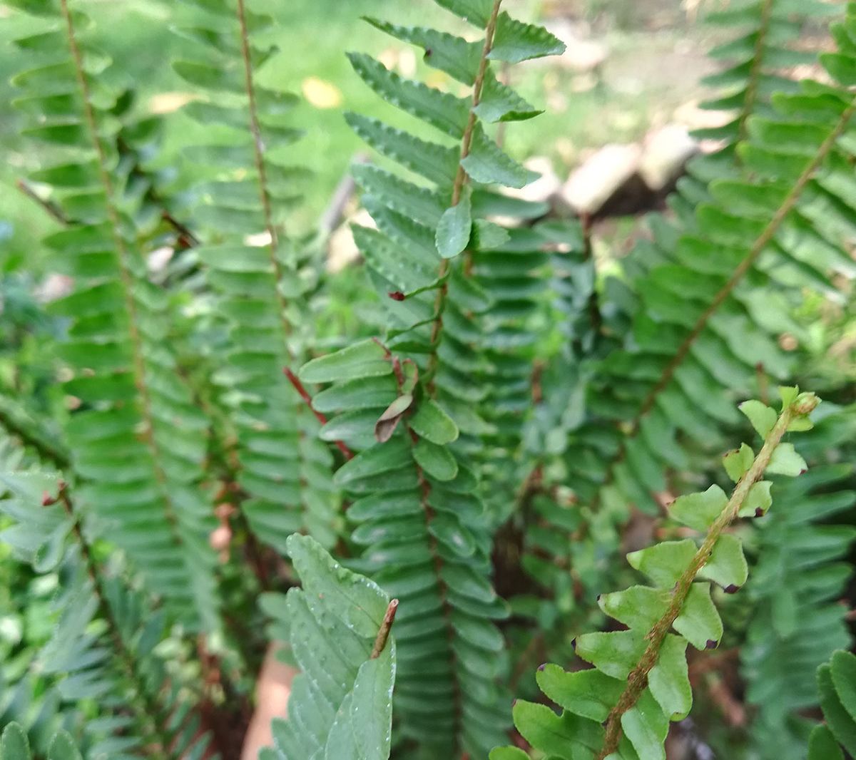 Van Zyverden Woodland Plant Christmas Fern Setof 3 Roots