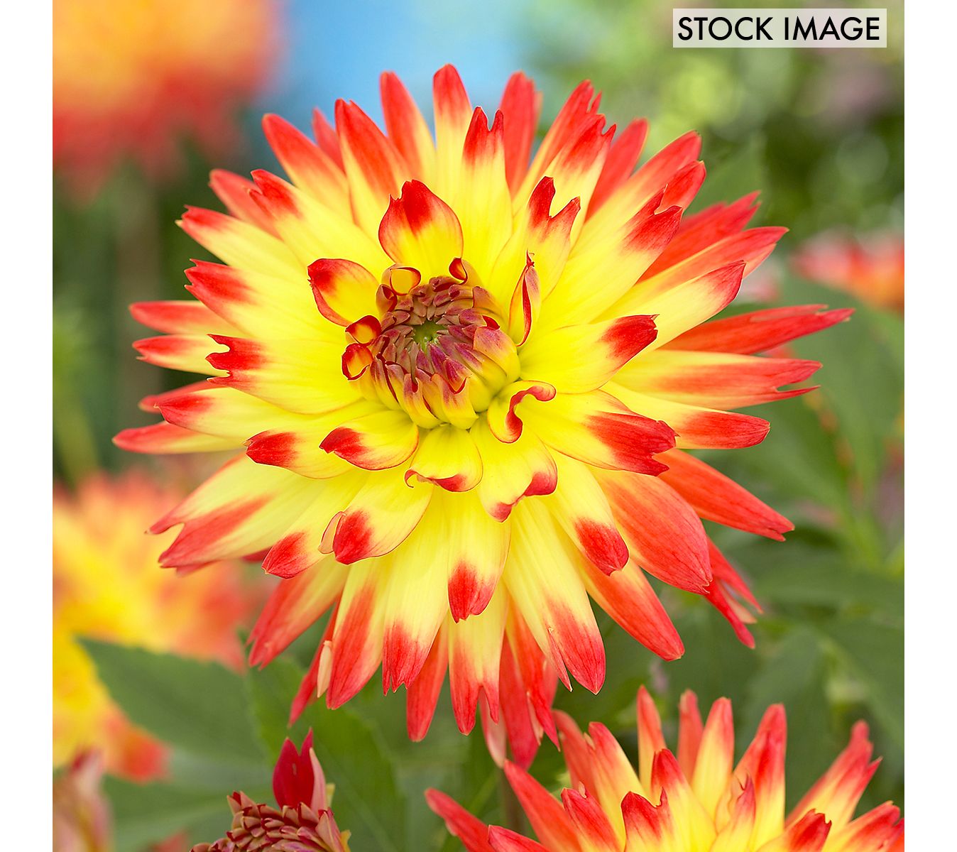 Van Zyverden Dahlias Aloha Set of 5 Bulbs