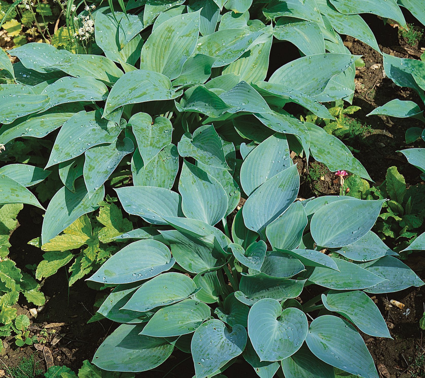 Roberta's 5pc All Blue Hosta Mix