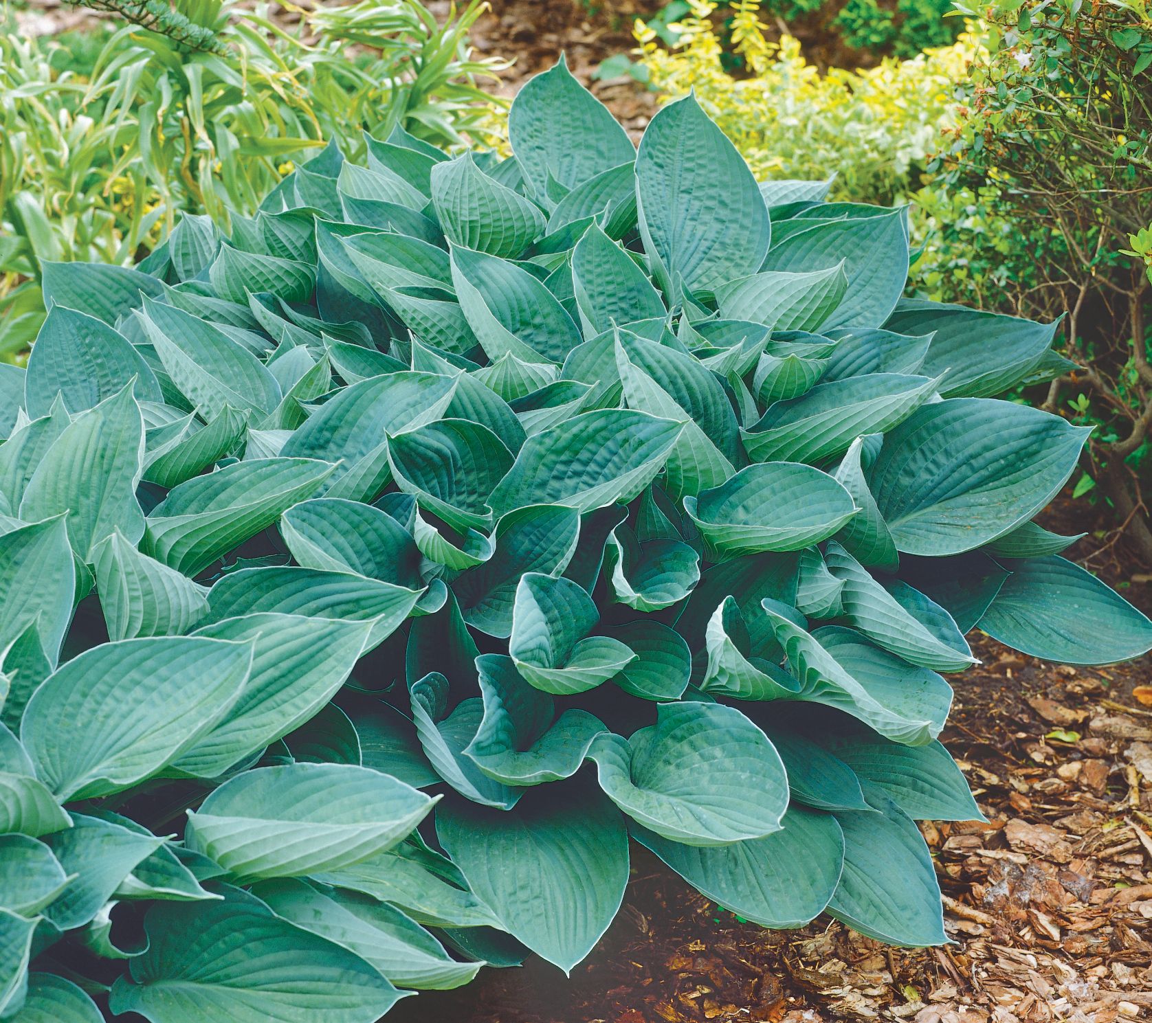Roberta's 5pc All Blue Hosta Mix