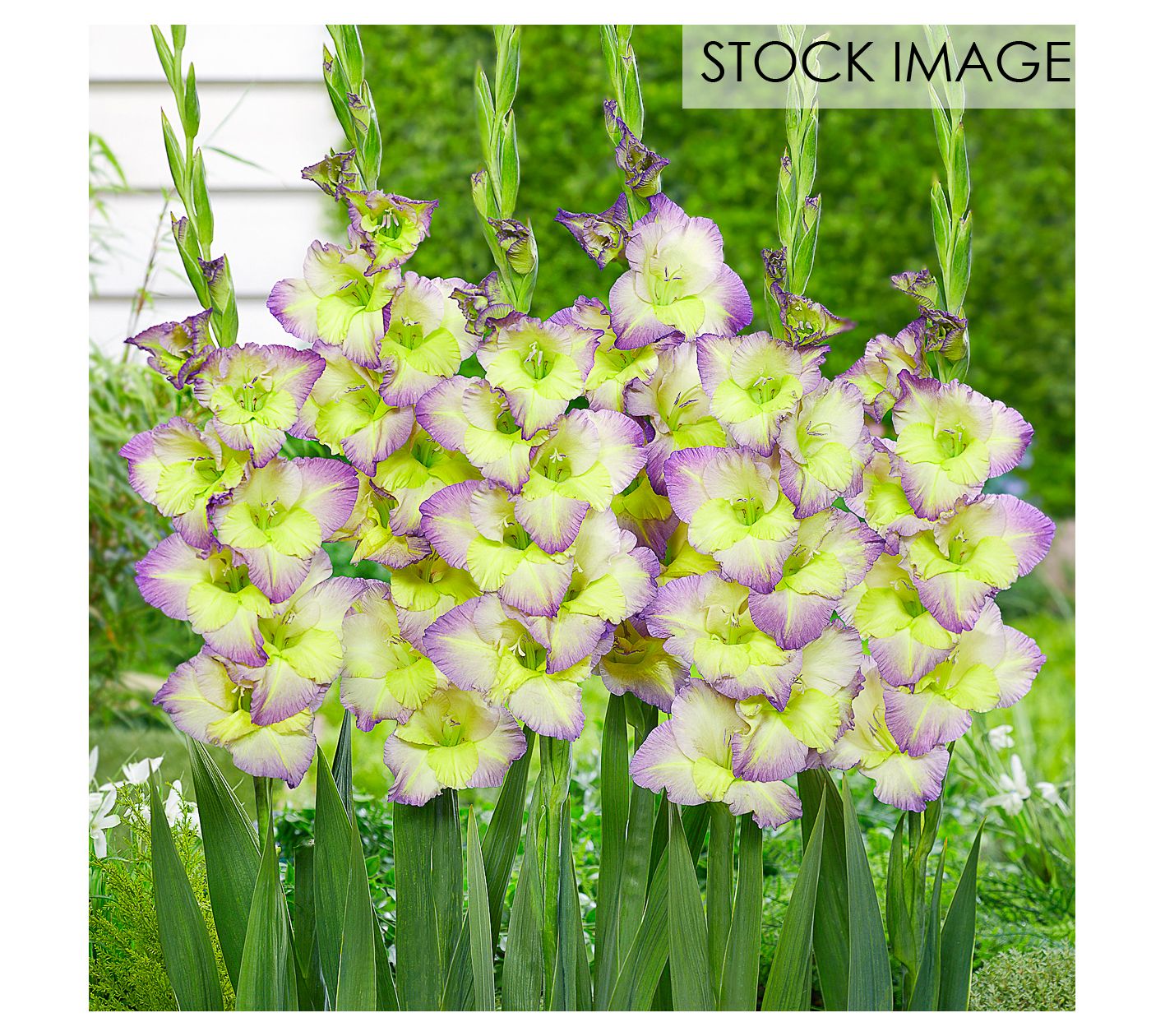 Van Zyverden Gladiolus Large Moonlight Shadow Set of 12 Bulbs
