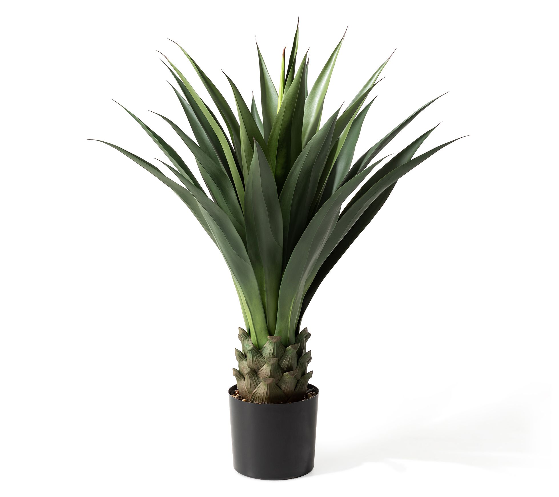 新品Mサイズ kaitlynSepia Agave Seed grown Agave pintilla 🏔️ . #Agave #pintilla #アガベ