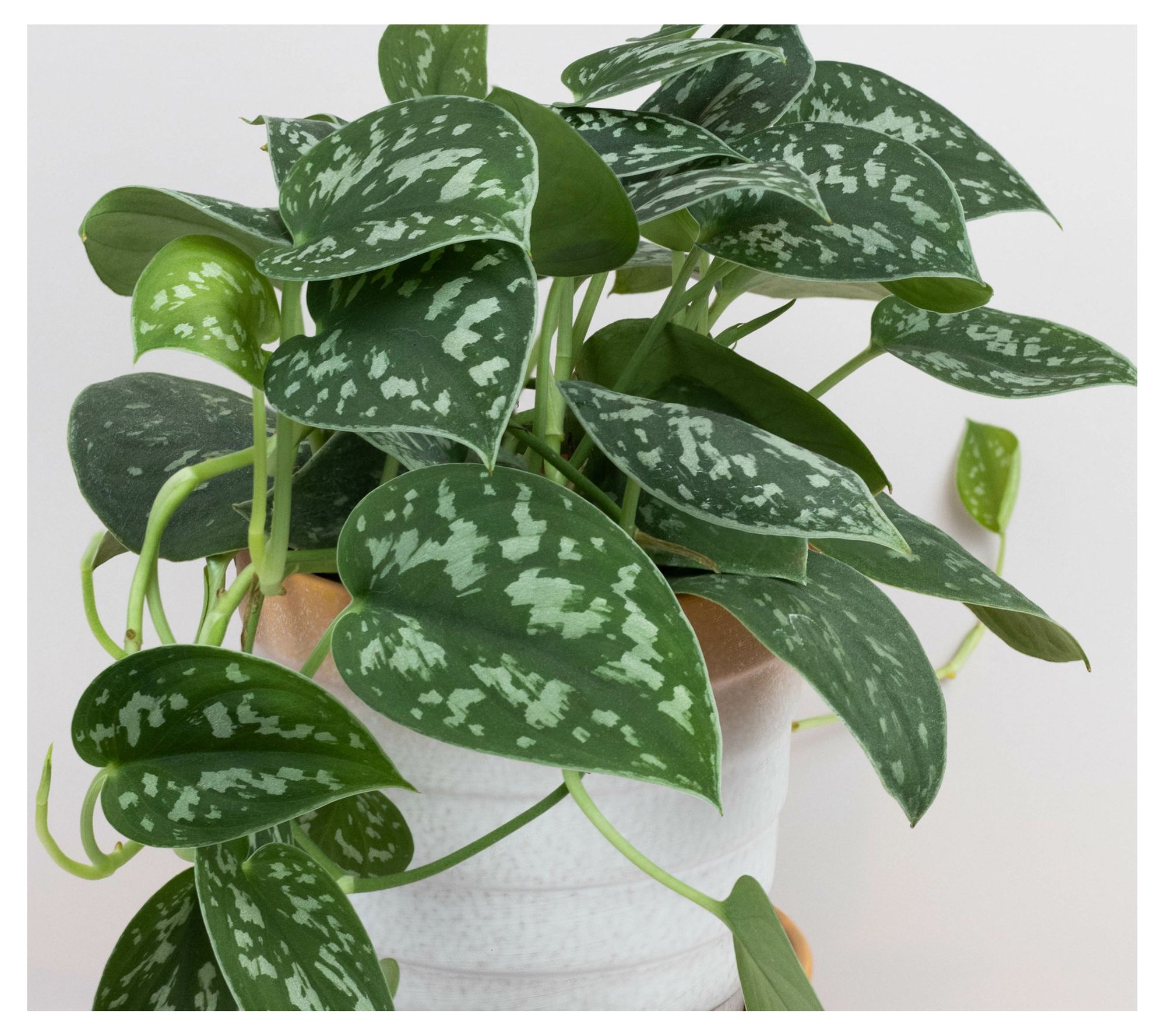 Cottage Farms Silvery Ann Pothos