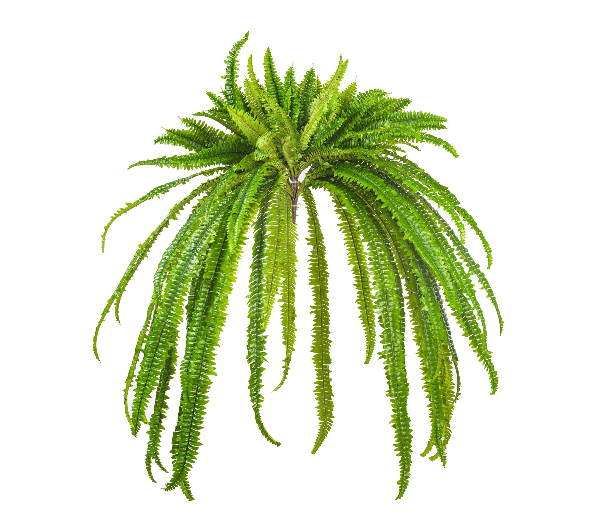 Vickerman 56" Green Boston Fern UV