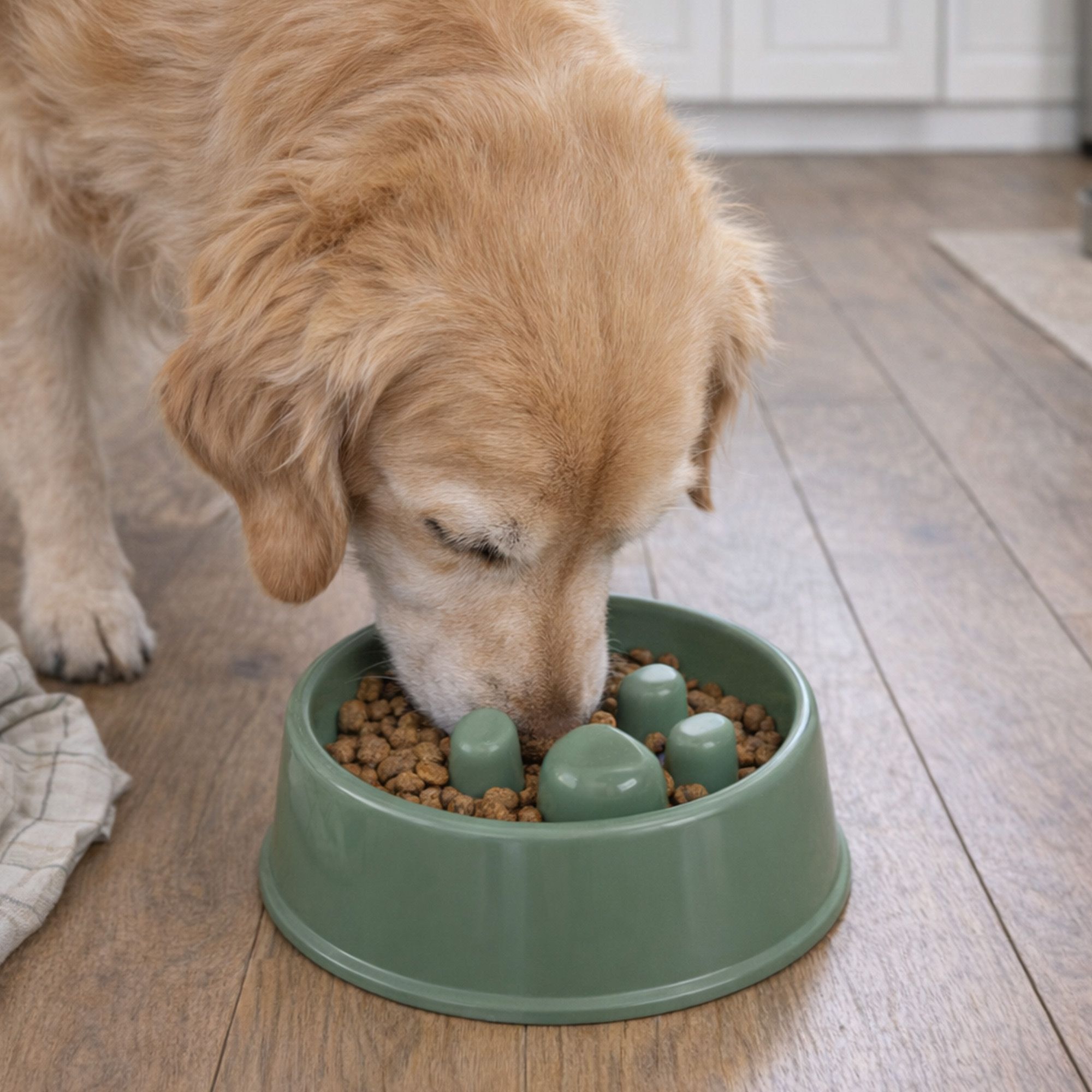 Thoogo
Ciotola per
animali