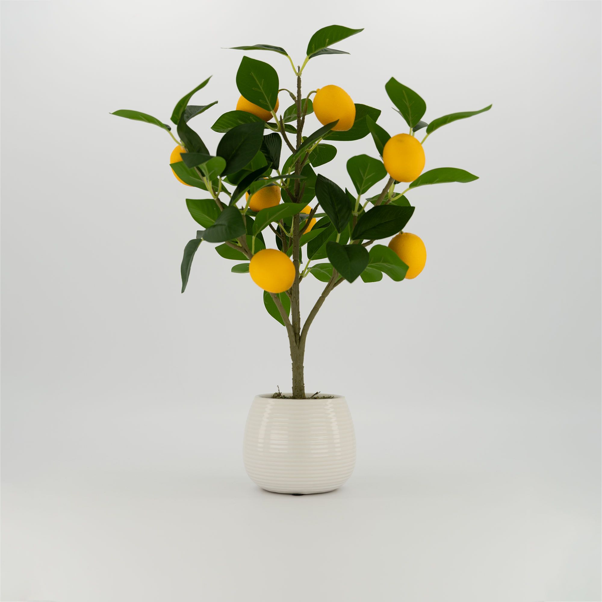 Garden Stories
Bonsai di limoni
in vaso di ceramica
bianca