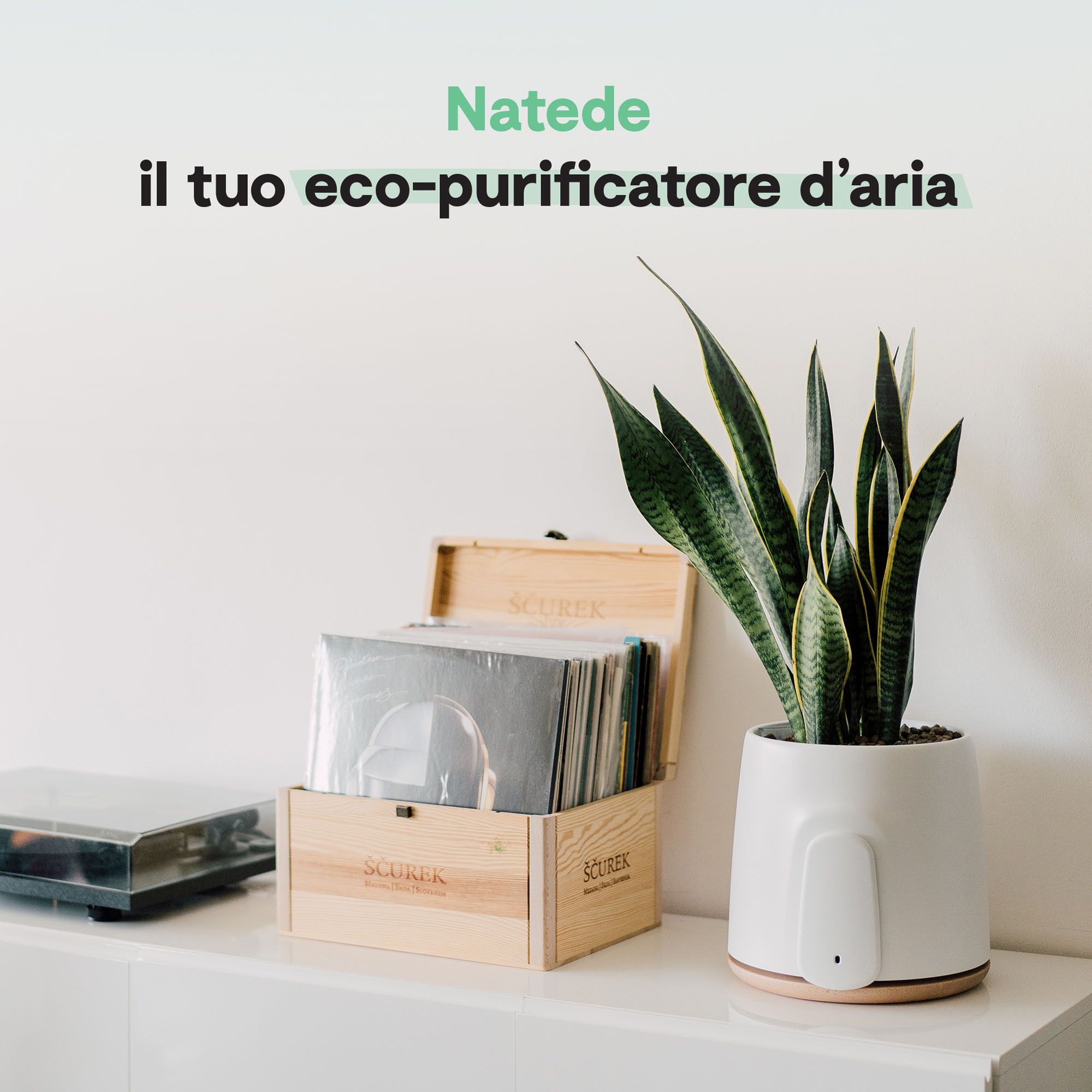 Natede purificatore d'aria naturale