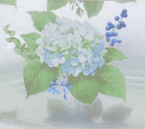Hydrangea