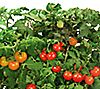 AeroGarden 9-Pod Red Heirloom Cherry Tomatoes Kit, 2 of 2