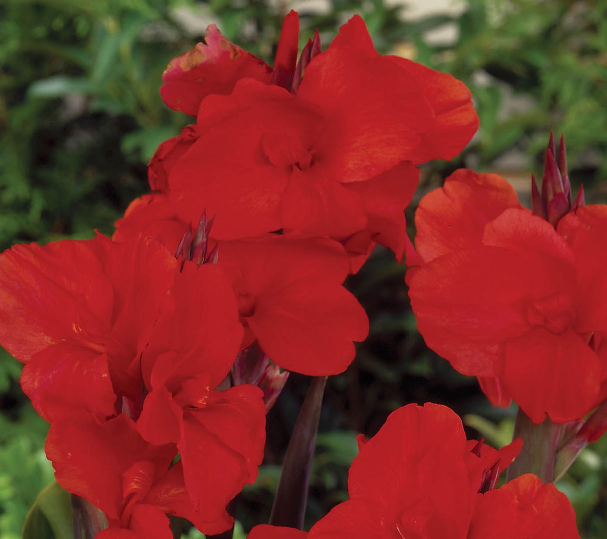 Ships 3/30/26 De Jager 5pc Colorful Cannas Live Rhizomes