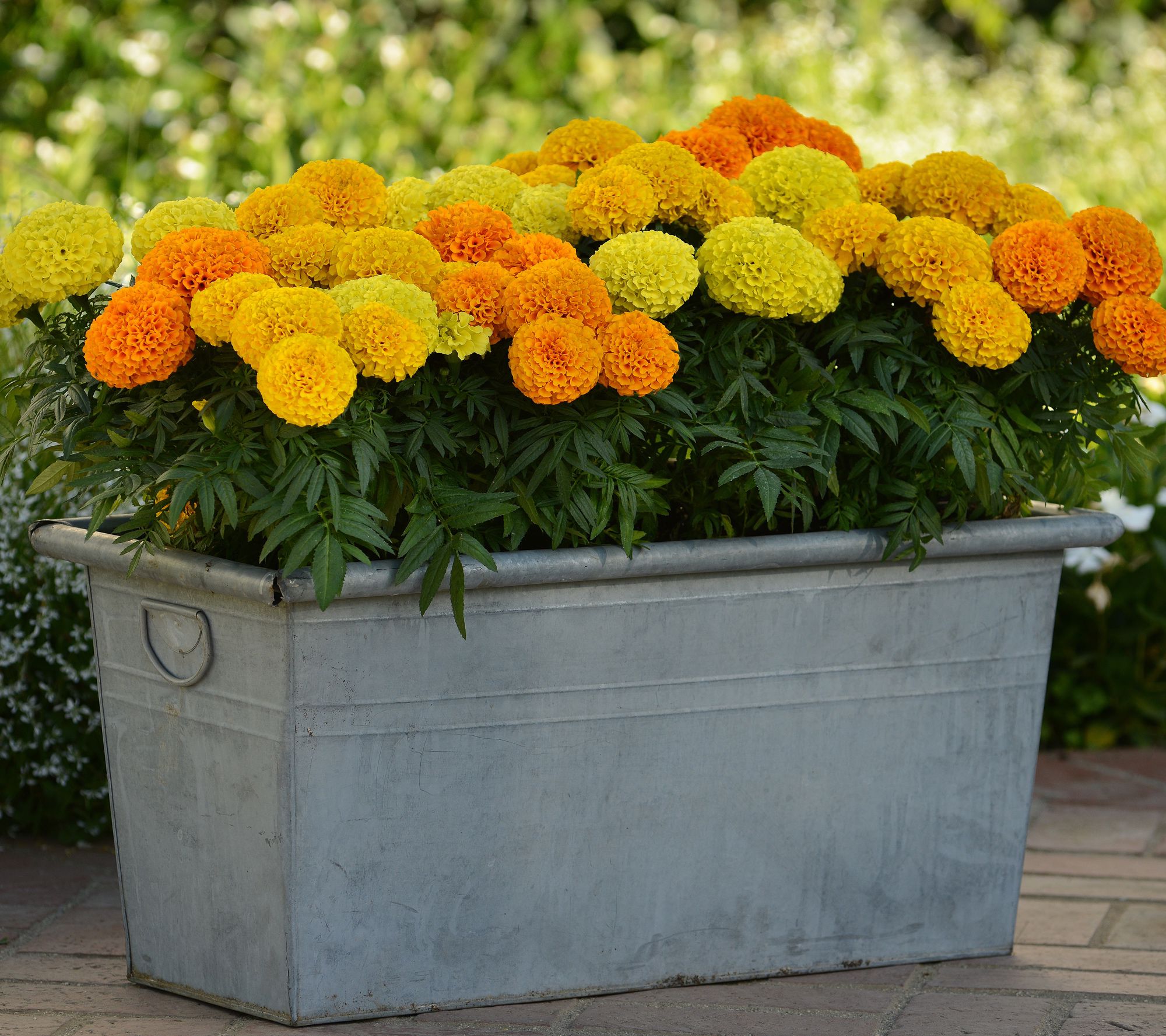 Roberta's 3-Piece Taishan Marigold Live Plants