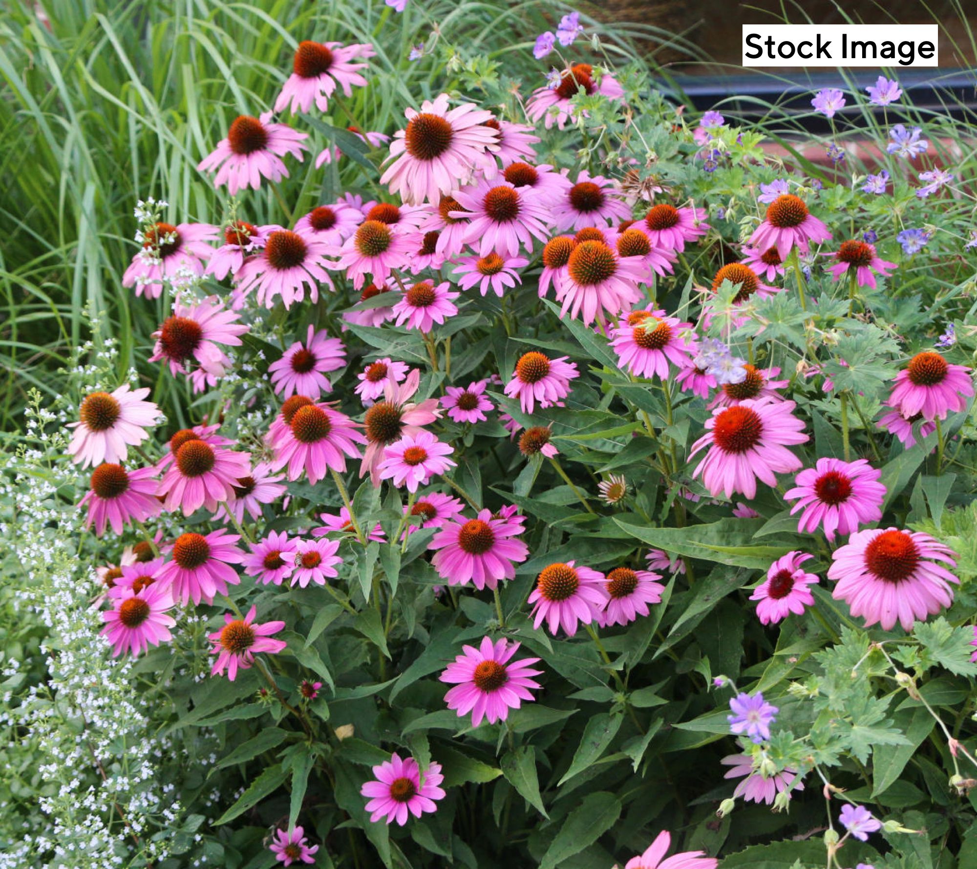 Cottage Farms 4pc Butterfly Lover's Coneflowers Bareroots