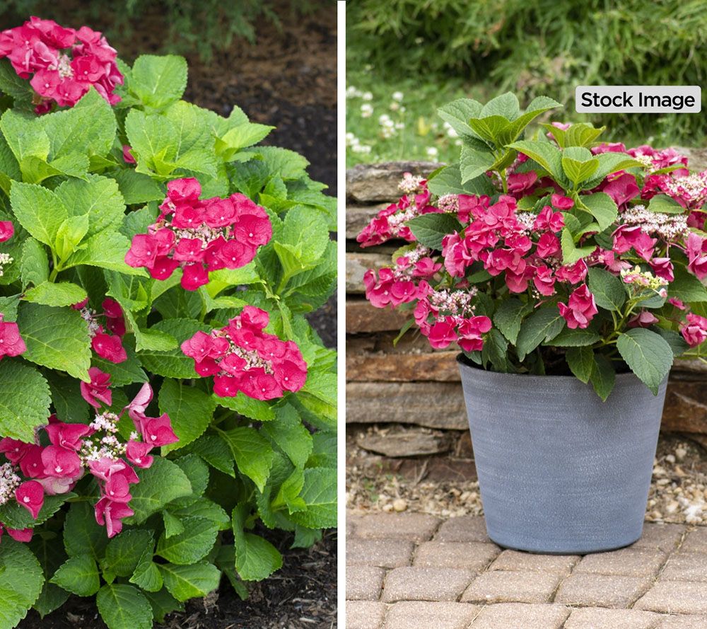 Cottage Farms Cherry Explosion Hydrangea Page 1 Qvc Com