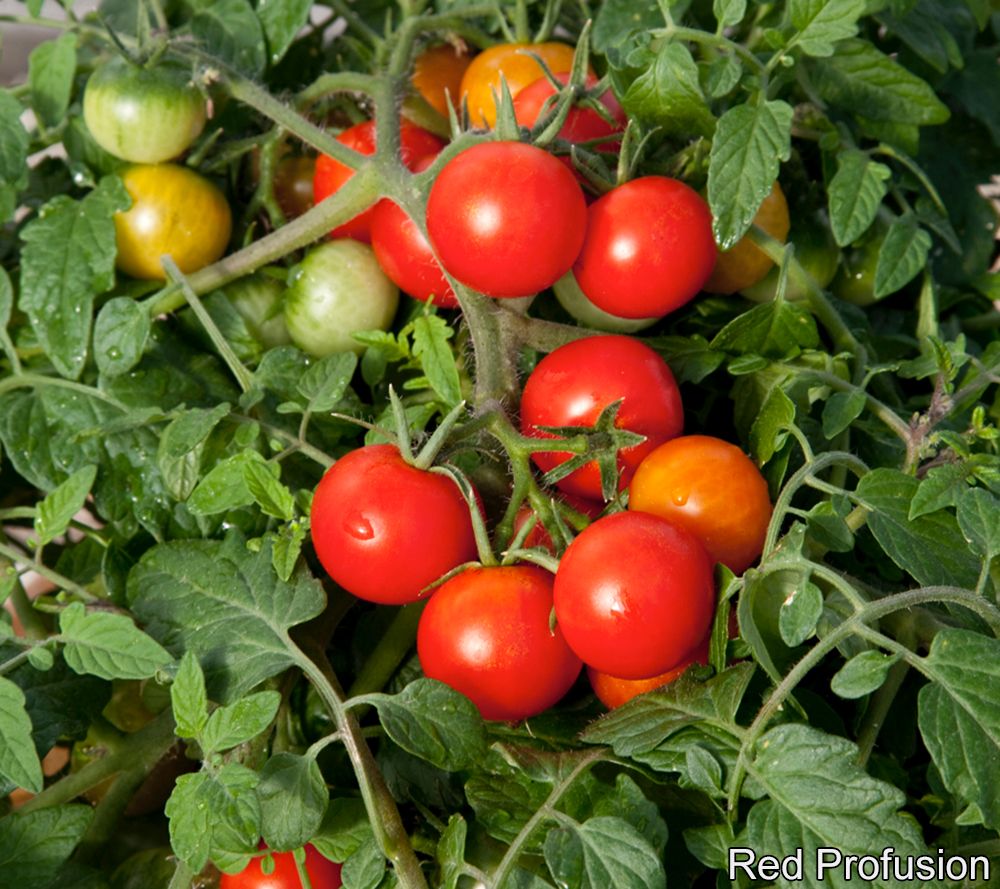 Roberta�s 6 pc Cucumber, Tomato &amp; Pepper Home Grown Live
