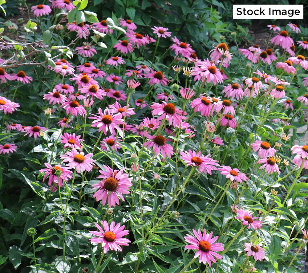 Cottage Farms 4-Piece Magnus Coneflowers Bareroots