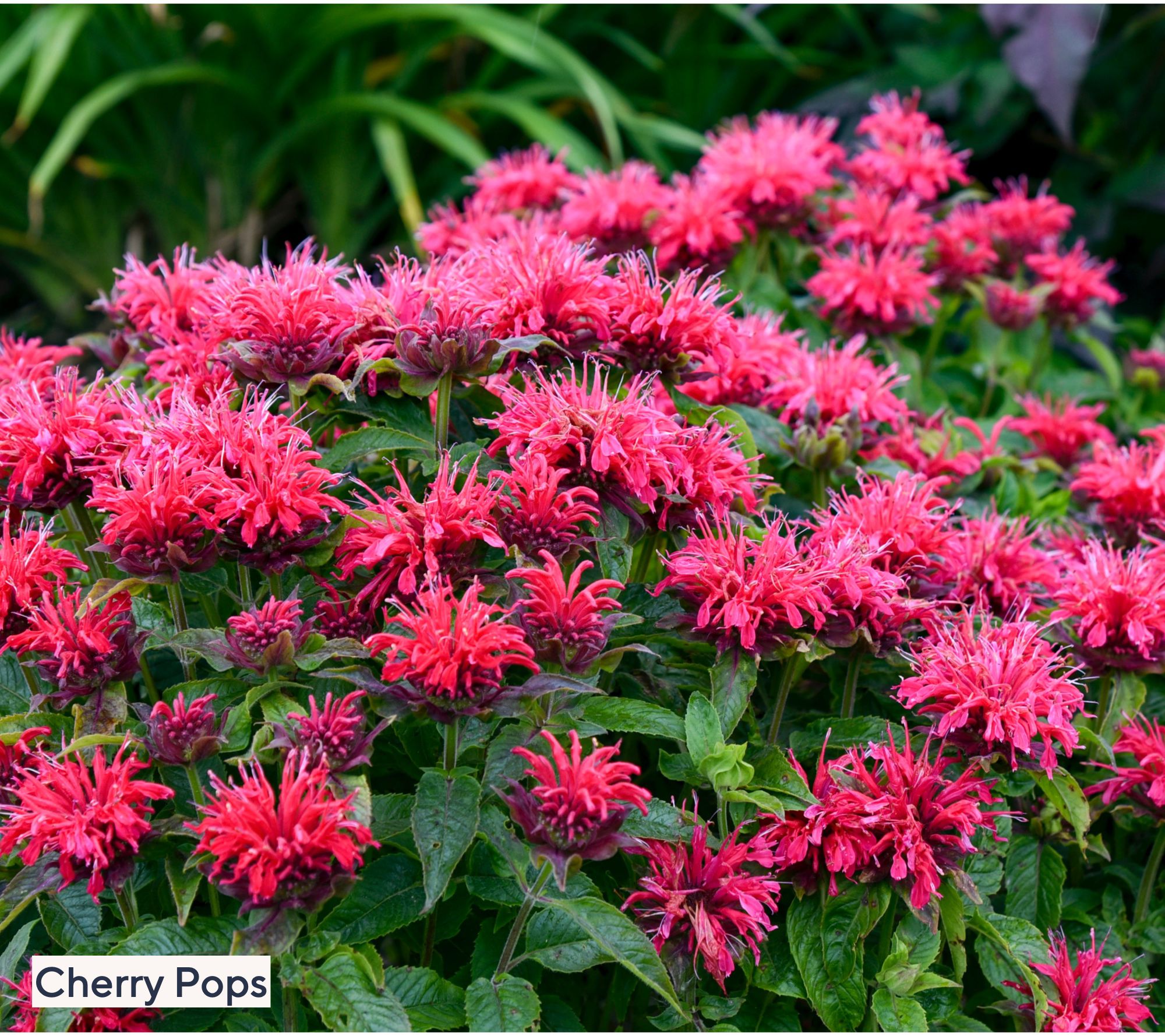 Roberta's 3pc Monarda Sugar Buzz Series Live Plants